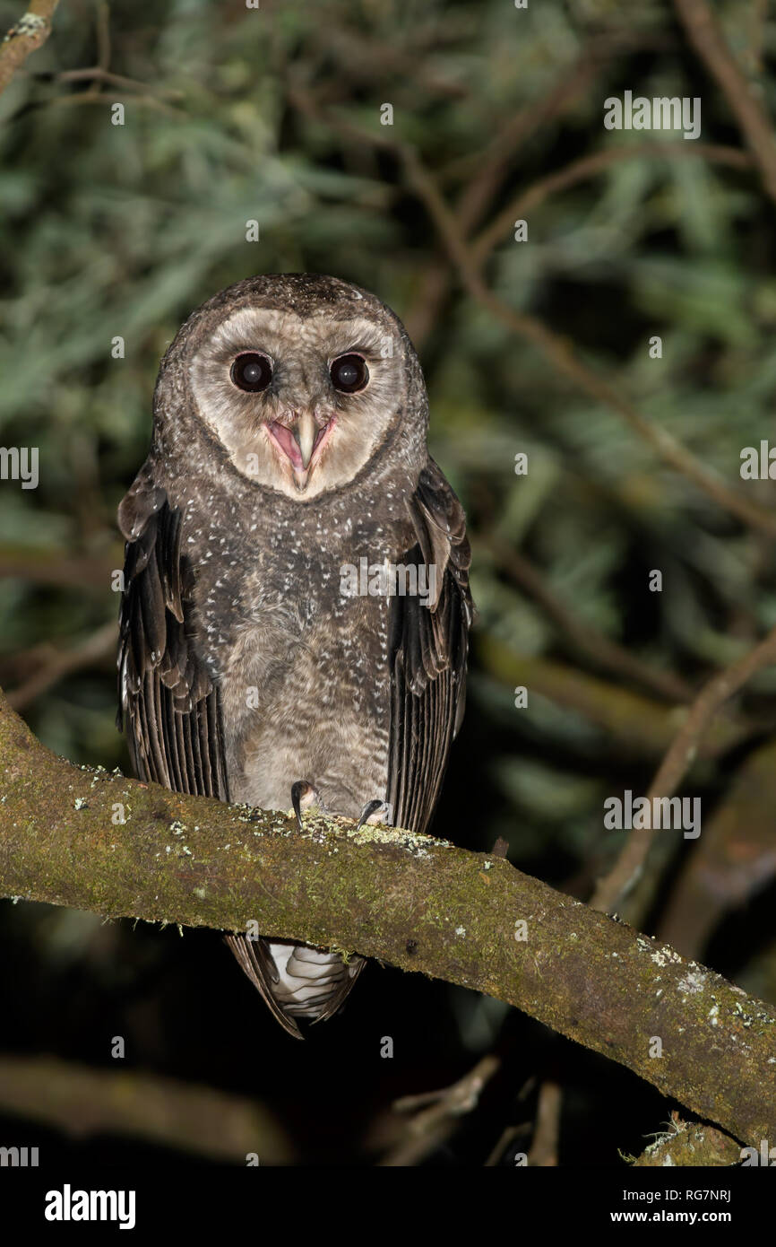 Greater Sooty Owl Stock Photo