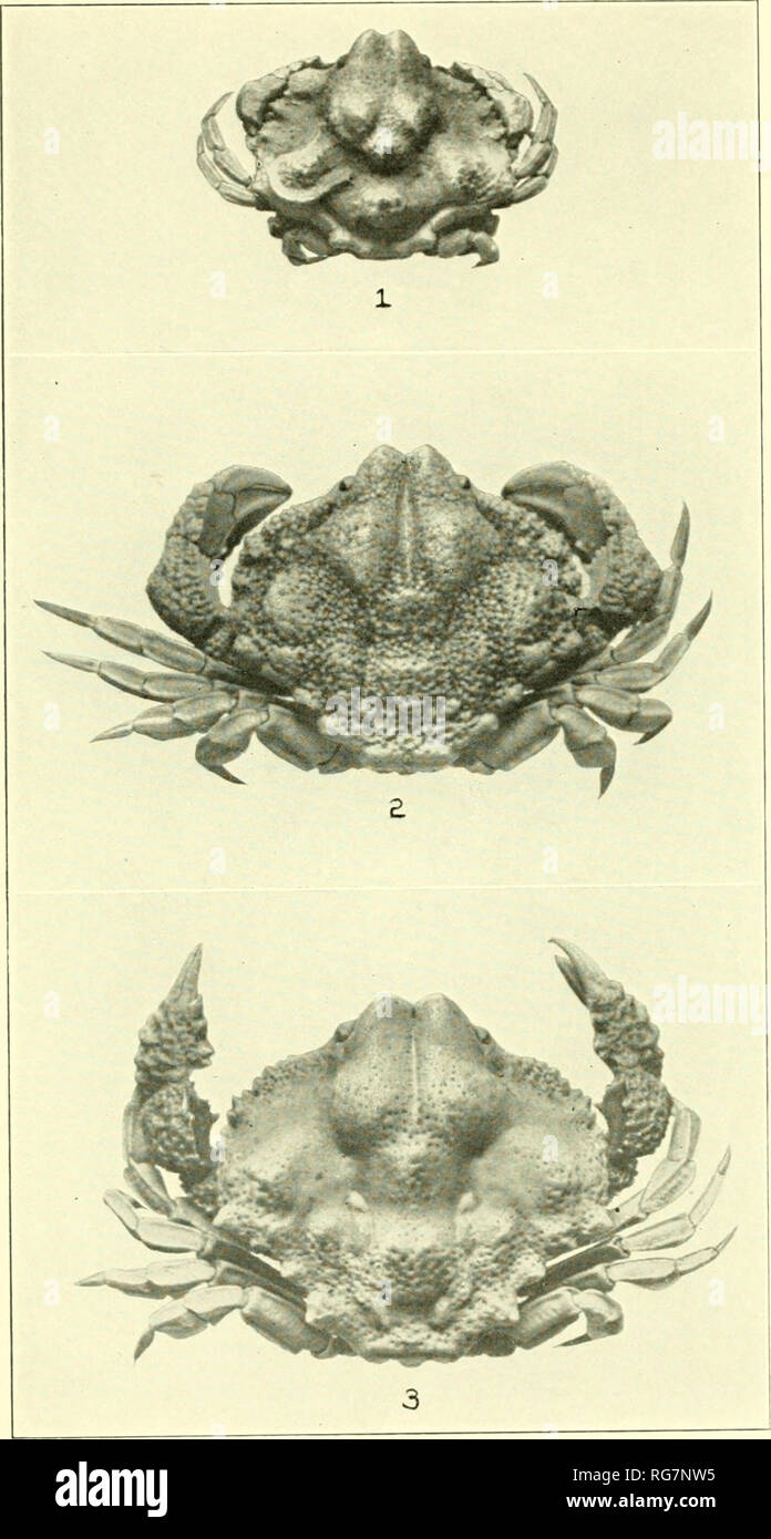 . Bulletin - United States National Museum. Science. U. S. NATIONAL MUSEUM BULLETIN 166 PLATE 77. Species of Osachila. 1, O. setnileris, female holotype (17851), X 2H, dorsal view; 2, O. antillensis, female holotype (9503), X 2, dorsal view; 3, 0. tuberosa, female (8746), X 2J^, dorsal view.. Please note that these images are extracted from scanned page images that may have been digitally enhanced for readability - coloration and appearance of these illustrations may not perfectly resemble the original work.. United States National Museum; Smithsonian Institution; United States. Dept. of the I Stock Photo