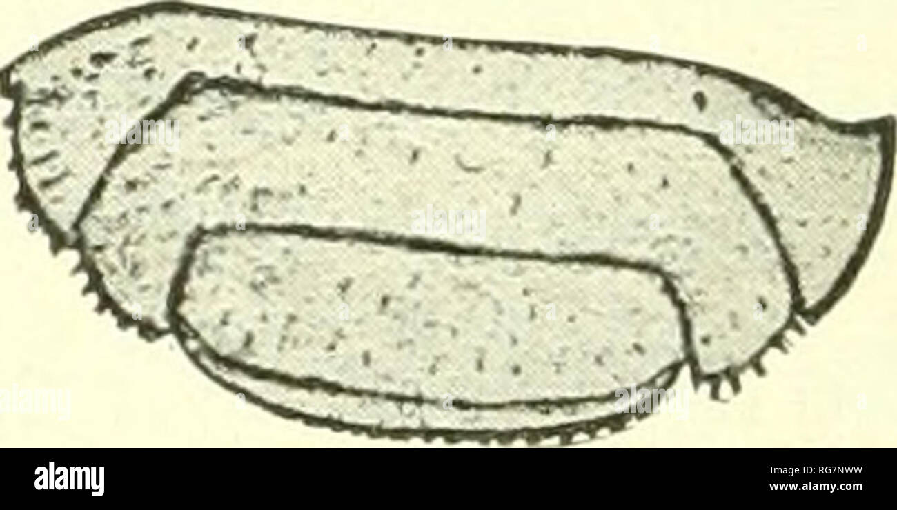 . Bulletin - United States National Museum. Science. TYLOS LATREILLI Audouin and Savigny. Ti/los latreilli Audouin and Savigny, Descript. de I'Egypte, 1826, pp. 285-287, pi. XIII, fig. 1. Tylos armadillo Latreille, Cuvier, Regne Animal, 2d ed., IV, 1829, p. 142.— GuERiN, Iconogr. Crust, 1829-1843, p. 35, pi. xxxvi, fig. 4. Tylos latreilli Milne Edwards. Hist. Nat. Crust., Ill, 1840, p. 188; Regne anim.. Crust., 1849, pi. Lxx bis., fig. 2.—Lucas, Expl. d'Alg., I, 1849, p. 73.—Hel- ler, Verh. Zool.-bot. Ver., Wien, XVI, 1866, p. 732.—Miers, Proc. Zool. Soc. Lond., 1877, p. 674.—Budde-Lund, Crust Stock Photo