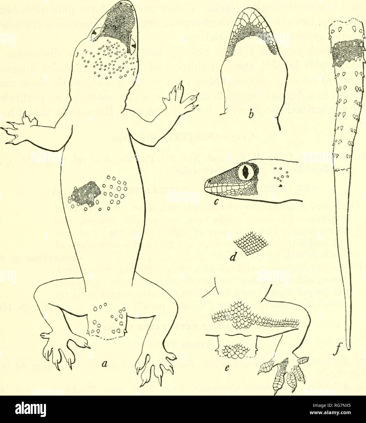 Cycloid scales hires stock photography and images Alamy