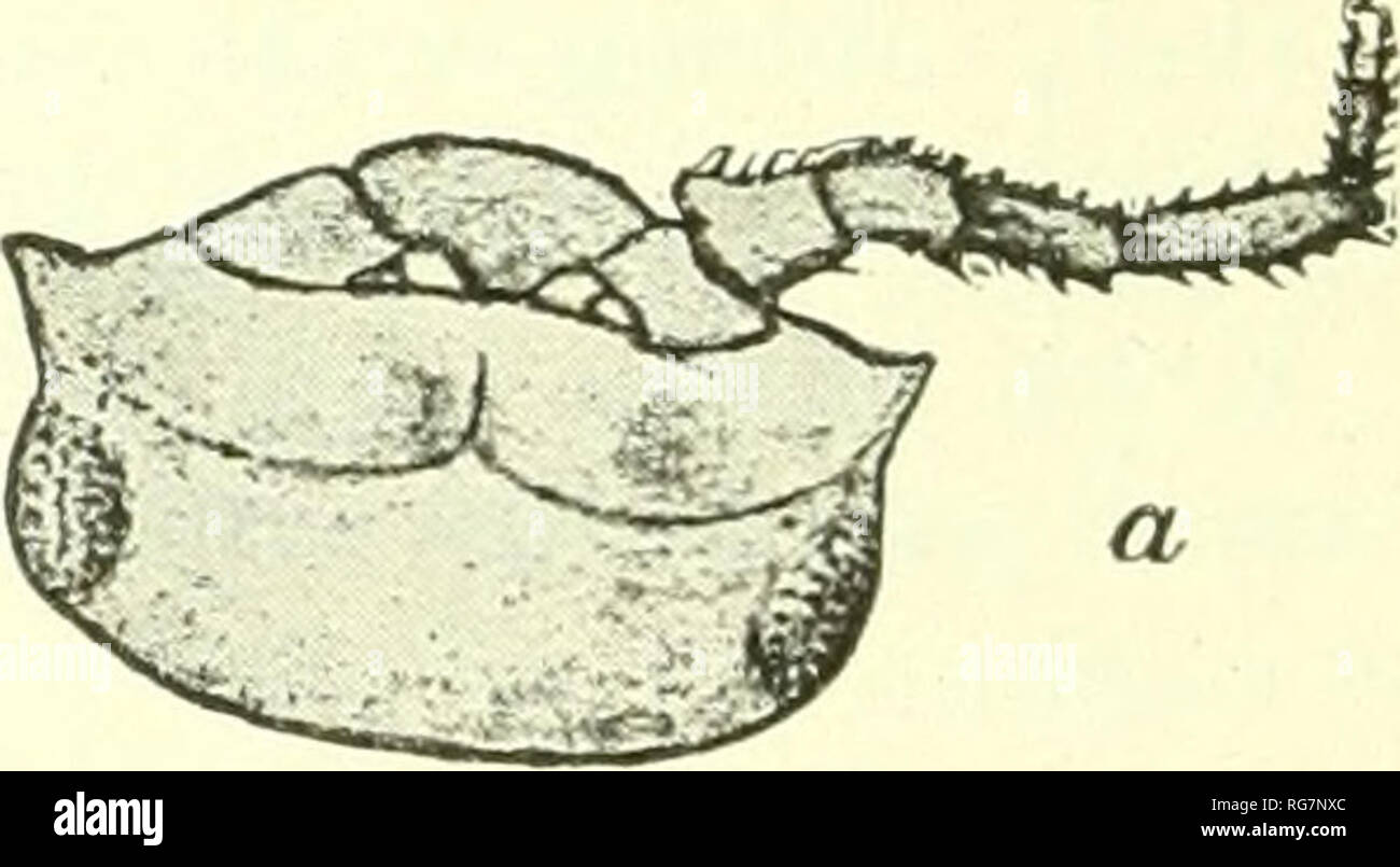 . Bulletin - United States National Museum. Science. TYLOS LATREILLI Audouin and Savigny. Ti/los latreilli Audouin and Savigny, Descript. de I'Egypte, 1826, pp. 285-287, pi. XIII, fig. 1. Tylos armadillo Latreille, Cuvier, Regne Animal, 2d ed., IV, 1829, p. 142.— GuERiN, Iconogr. Crust, 1829-1843, p. 35, pi. xxxvi, fig. 4. Tylos latreilli Milne Edwards. Hist. Nat. Crust., Ill, 1840, p. 188; Regne anim.. Crust., 1849, pi. Lxx bis., fig. 2.—Lucas, Expl. d'Alg., I, 1849, p. 73.—Hel- ler, Verh. Zool.-bot. Ver., Wien, XVI, 1866, p. 732.—Miers, Proc. Zool. Soc. Lond., 1877, p. 674.—Budde-Lund, Crust Stock Photo