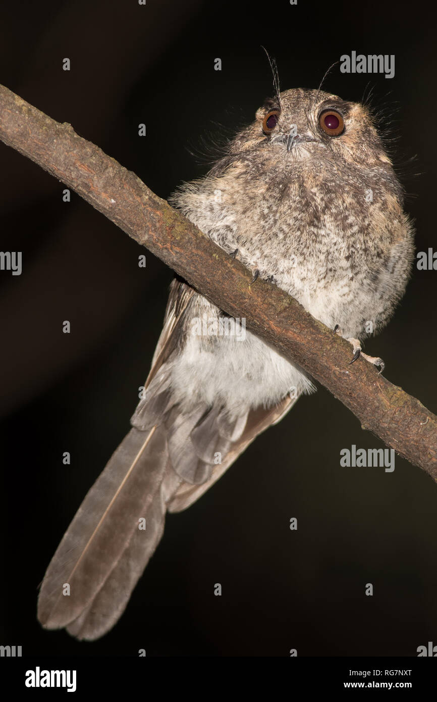 Australian Owlet Nightjar Stock Photo