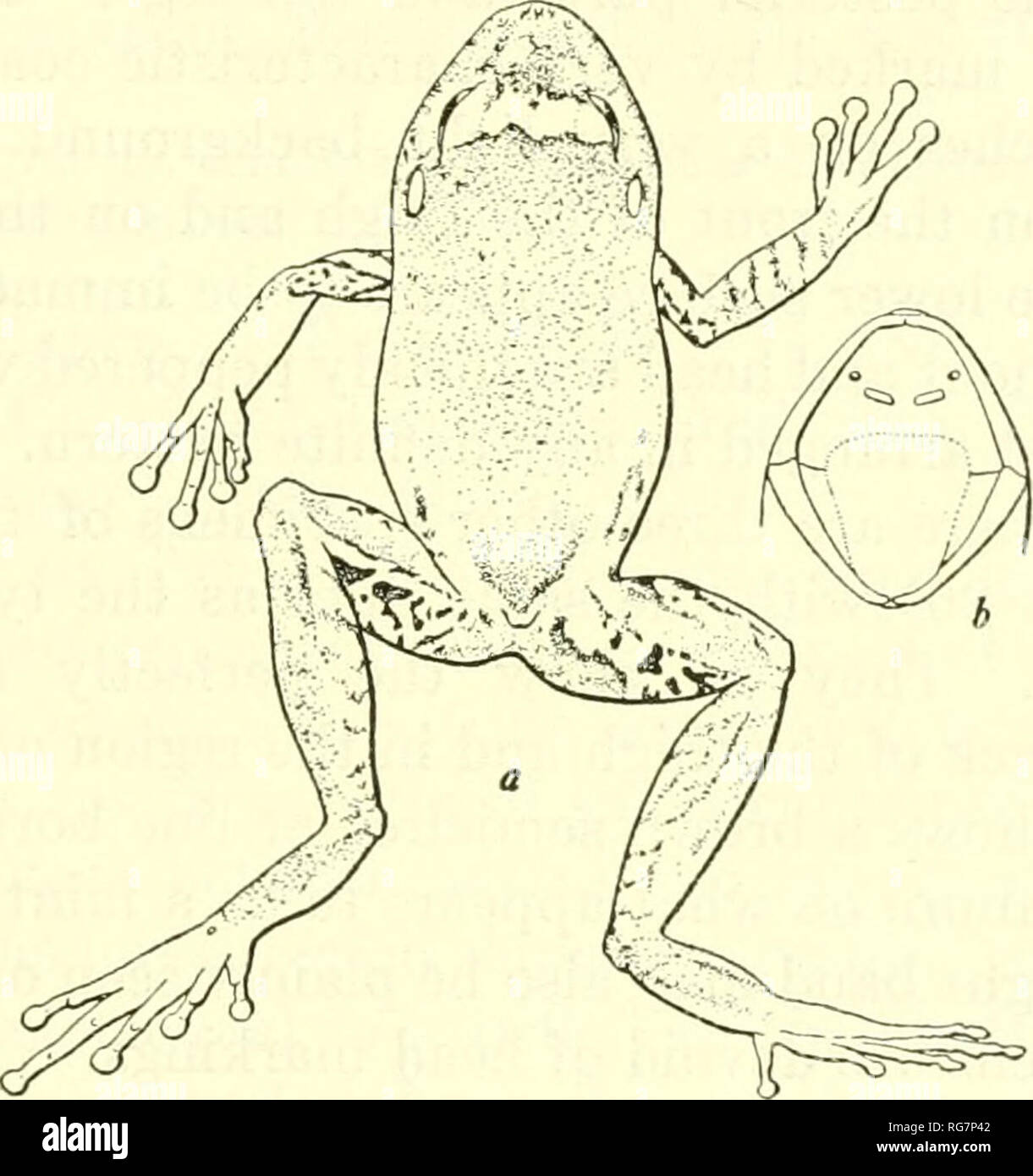 . Bulletin - United States National Museum. Science. THE HERPETOLOGY OF HISPANIOLA 75 Original description.—&quot;Type.—U.S.N.M, No. 72617, an adult from Fonds-des-Negres, Haiti, taken by Dr. A. Wetmore on April 5, 1927, from the nest of a palm-chat, Dulus dominicus, together with two tree-toads, Hyla dominicensis. &quot;Description of the type.—Tongue broad, apparently not emarginate behind; vomerine teeth in two long oblique groups some distance behind the choanae, their outer ends not extending beyond the inner borders of the choanae; head moderate, without ridges; no apparent subgular pouc Stock Photo