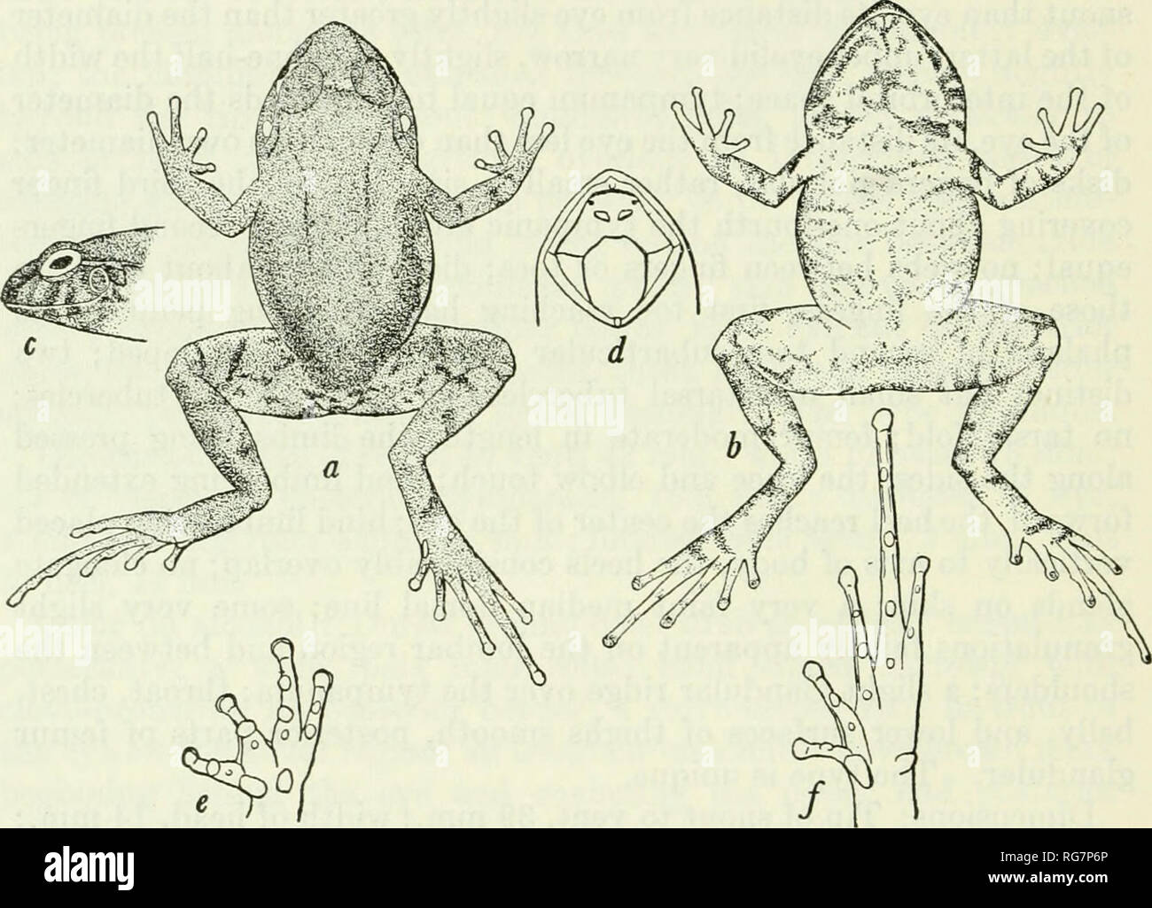 Eleutherodactylus brevirostris hires stock photography and images Alamy