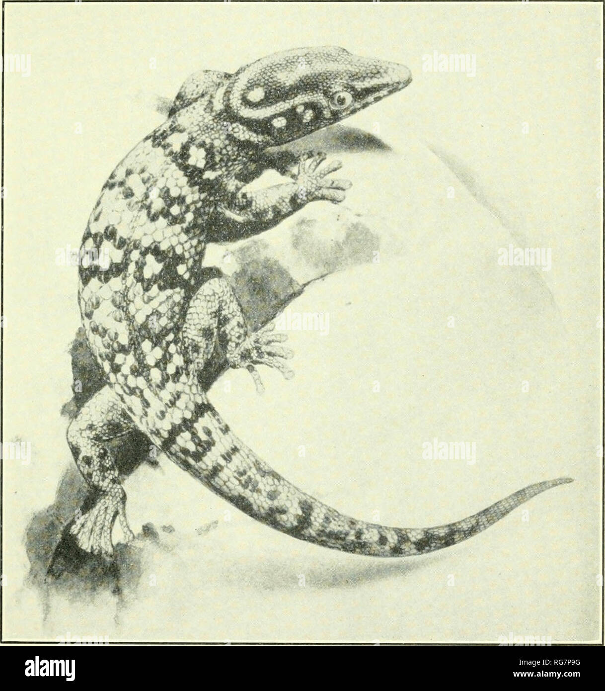 . Bulletin - United States National Museum. Science. U. S. NATIONAL MUSEUM BULLETIN 177 PLATE 1. SPHAERODACTYLUS COPEI Dorsal view, showing color pattern, of M.C.Z. No. 3342, from Grand Anse River, Haiti; type of S. picturatus Garman. (After Barbour, Mem. Mus. Comp. Zool., vol. 47, No. 3, 1921.). Please note that these images are extracted from scanned page images that may have been digitally enhanced for readability - coloration and appearance of these illustrations may not perfectly resemble the original work.. United States National Museum; Smithsonian Institution; United States. Dept. of t Stock Photo