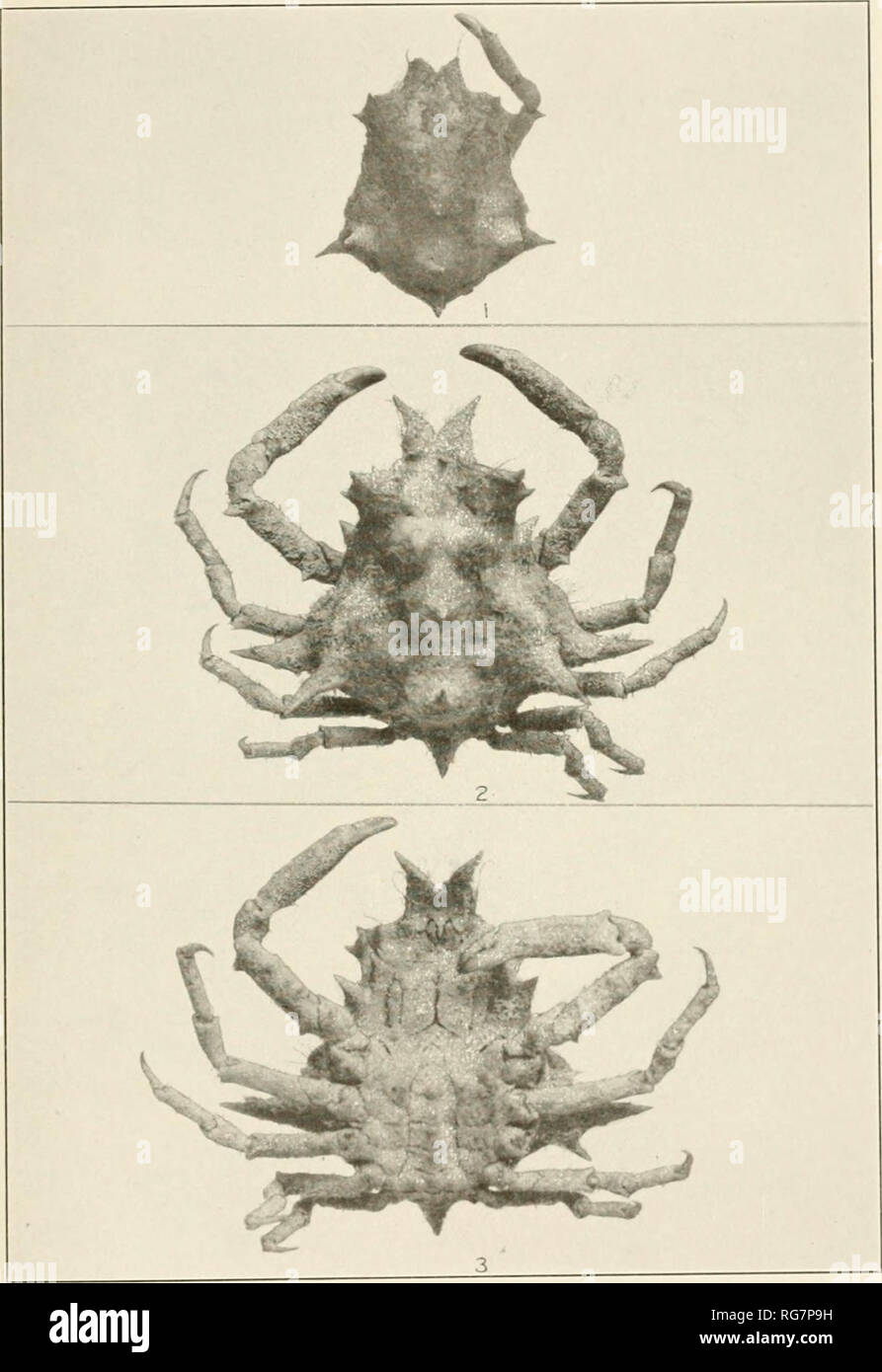 . Bulletin - United States National Museum. Science. U. S. NATIONAL MUSEUM BULLETIN 129 PLATE 173. I. Macrocoeloma heptacanthum. 'Page 473. 2. 3. M. septem- SPiNOSUM. I Page 477) For explanation of plate see paqe 581. Please note that these images are extracted from scanned page images that may have been digitally enhanced for readability - coloration and appearance of these illustrations may not perfectly resemble the original work.. United States National Museum; Smithsonian Institution; United States. Dept. of the Interior. Washington : Smithsonian Institution Press, [etc. ]; for sale by th Stock Photo