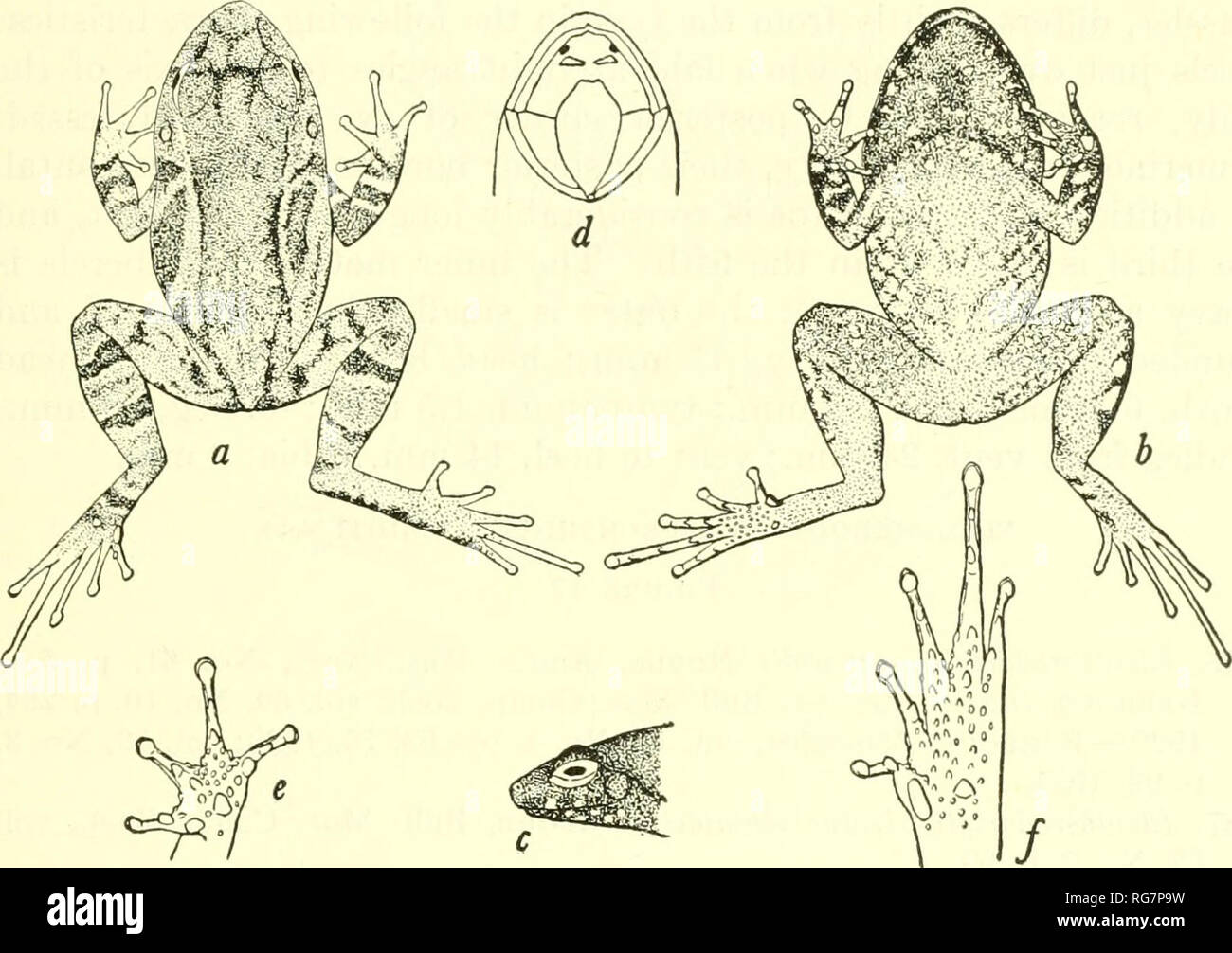 . Bulletin - United States National Museum. Science. THE HERPETOLOGY OF HISPANIOLA 53 bar of dark brown bordering the ilium; several spots of dark brown on the sides of the body and bars of the same color across the legs. Concealed portions of the thighs yellowish or slightly pink; posterior surfaces of the thighs below this area brown heavily spotted with dark brown. Ventral surface brown spotted with white, larger spots of white or gray on both upper and lower jaws. &quot;Dimensions.—Tip of snout to vent, 17.5 mm.; width of head, 6.5 mm.; tip of snout to posterior border of tympanum, 6.3 mm. Stock Photo