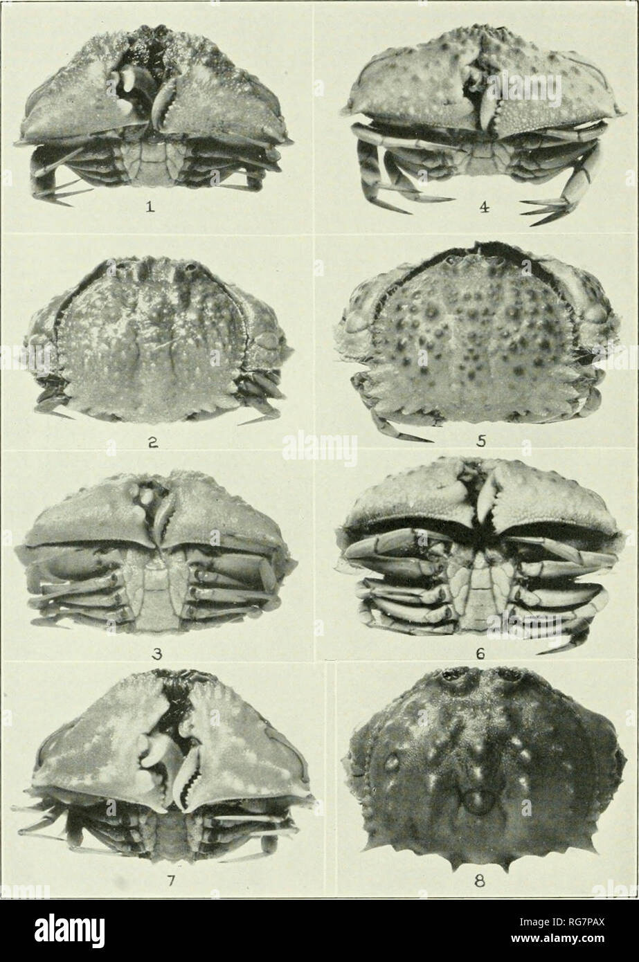 . Bulletin - United States National Museum. Science. U. S. NATIONAL MUSEUM BULLETIN 166 PLATE 64. Species of Calappa 1, C. angnsta, ycung male (51070), X I73, vertral view for chelae; 2, same, dorsal view; 3, same ventral view for abdomen; 4, C. angusta, adult male hololype (66382), five-sixths natural size, ventral view for chelae; 5, same, dorsal view; 6, same, ventral view for abdomen; 7, C. sulcata, male (24079), X i-/i, ventral view for chelae; 8, same, dorsal view.. Please note that these images are extracted from scanned page images that may have been digitally enhanced for readability  Stock Photo