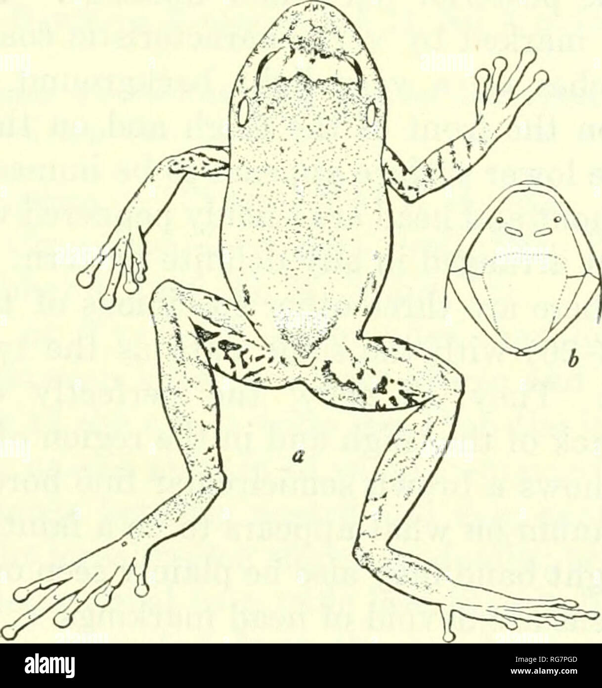 . Bulletin - United States National Museum. Science. THE HERPETOLOGY OF HISPANIOLA 75 Original description.—&quot;Type.—U.S.N.M. No. 72617, an adult from Fonds-des-Negres, Haiti, taken by Dr. A. Wetmore on April 5, 1927, from the nest of a palm-chat, Dulus dominions, together with two tree-toads, Hyla dominicensis. &quot;Description of the type.—Tongue broad, apparently not emarginate behind; vomerine teeth in two long oblique groups some distance behind the choanae, their outer ends not extending beyond the inner borders of the choanae; head moderate, without ridges; no apparent subgular pouc Stock Photo