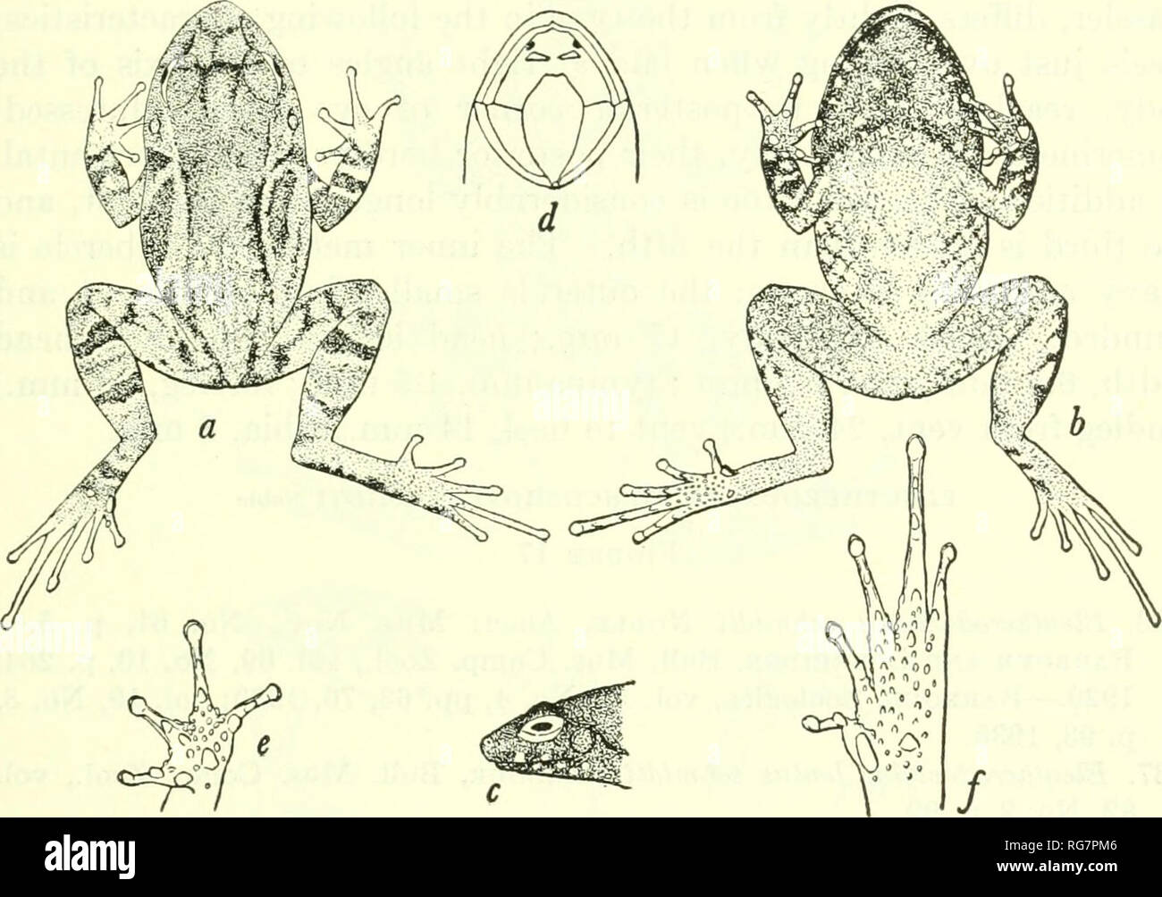 . Bulletin - United States National Museum. Science. THE HERPETOLOGY OF HISPANIOLA 53 bar of dark brown bordering the ilium; several spots of dark brown on the sides of the body and bars of the same color across the legs. Concealed portions of the thighs yellowish or slightly pink; posterior surfaces of the thighs below this area brown heavily spotted with dark brown. Ventral surface brown spotted with white, larger spots of white or gray on both upper and lower jaws. &quot;Dimensions.—Tip of snout to vent, 17.5 mm.; width of head, 6.5 mm.; tip of snout to posterior border of tympanum, 6.3 mm. Stock Photo