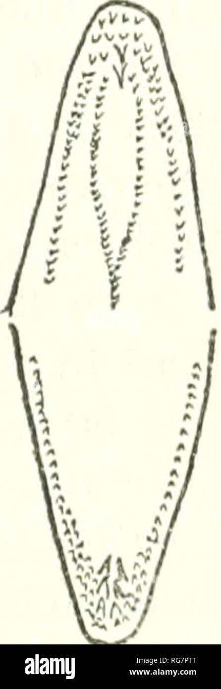 . Bulletin - United States National Museum. Science. Figure 5.—Diagrams of the teeth of nine species of apodal fishes: a, Muraena celebesensij (Kaup)- b, Conger cinereus Riippcli; c, Muraenichthys laticaudata (Ogilby); d, M- schultzei Blccker; e, M. fowleri, new species; /, M. macroptcrus Bleckcr; g, EncMynassa canina (Quoy and Gaimard); h, Gymnothorax picta (Ahl); i, Kaupichthys diodontus, new genus and species. Upper half of figure represents the upper jaw and lower halt the dentary. The approximate number of teeth is shown, except for the vilhform teeth on M. celehesensis.. Please note that Stock Photo