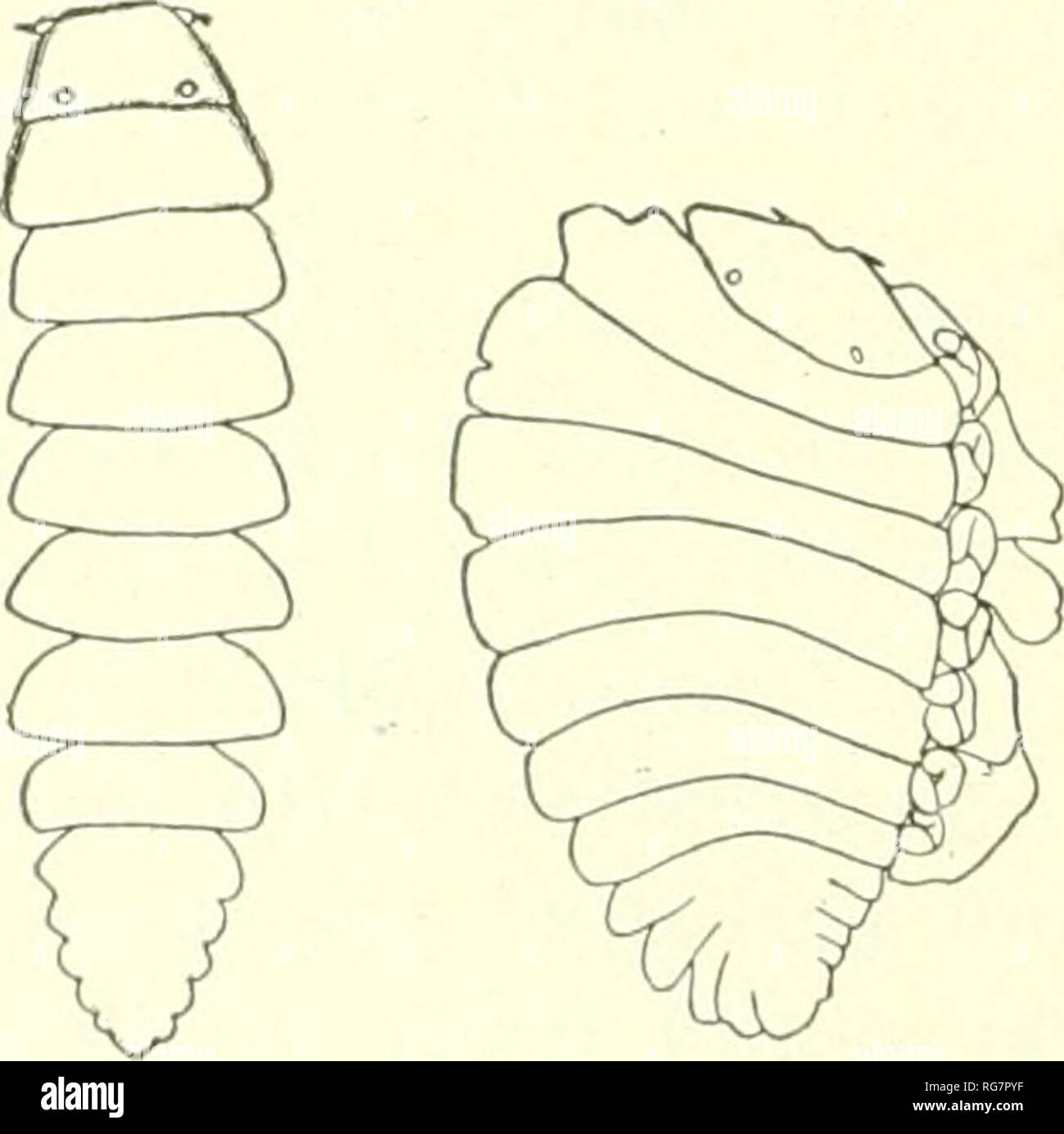 . Bulletin - United States National Museum. Science. Fig. 613.—Probopyrus ALPHEI. Male. PROBOPYRUS LATREUTICOLA (Gissler). Bopyroides latreuiicola Gissler, American Naturalist, XVI, 1882, pp. 591-594. Bopyriis latreules Spence Bate, Challenger Report, XXIV, 1888, p. 584. Bopyrina latreuticola Bonxier, Travanx de la Station Zool. de Wimereiix, VIII, 1900, pp. 370-373. Bopyroides latreniicola Kichardson, Trans. Conn. Acad. Sciences, XI, 1902, p. 299; Proc. U. S. Nat. Mus., XXVII, 1904, pp. 65-66. Localities.—Beaufort, North Carolina, on Latreutes eiisiferus Qs/iWwQ Edwards); latitude 28^ 17' 7&q Stock Photo