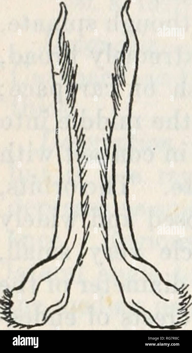 . Bulletin - United States National Museum. Science. 546 BULLETIN 152, UNITED STATES NATIONAL MUSEUM. Eriphia gonagra Milne Edwards, Hist. Nat. Crust., vol. 1, 1834, p. 426, pi. 16, figs. 16 and 17.—Hay and Shore, Bull. Bur. Fisheries, vol. 35, 1915-16 (1918), p. 439, pi. 35, fig. 6. Eriphia armala Dana, U. S. Expl. Exped., vol. 13, Crust., part 1, 1852, p. 248, atlas, 1855, pi. 14, fig. 6 a-d (type-locality, Rio Negro, Patagonia; type not extant). Eriphia laevimana var. smithii Cano, Boll. Soc. Nat. Napoli, ser. 1, vol. 3, 1889, p. 210 (part), not MacLeay, 1838. Diagnosis.—Male abdominal, app Stock Photo