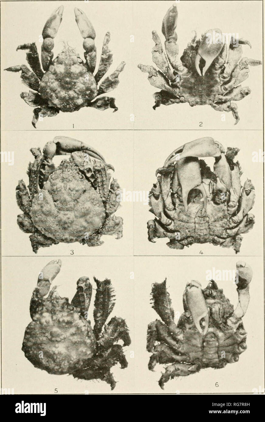 . Bulletin - United States National Museum. Science. U. S. NATIONAL MUSEUM BULLETIN 129 PLATE 125. 1, 2. Thoe puella. Page 348.' 3, 4. T. sulcata. (Page 349.' 5. 6. T. PANAMENSIS. 'PAGE 351 ' For explanation of plate see page 576. Please note that these images are extracted from scanned page images that may have been digitally enhanced for readability - coloration and appearance of these illustrations may not perfectly resemble the original work.. United States National Museum; Smithsonian Institution; United States. Dept. of the Interior. Washington : Smithsonian Institution Press, [etc. ]; f Stock Photo