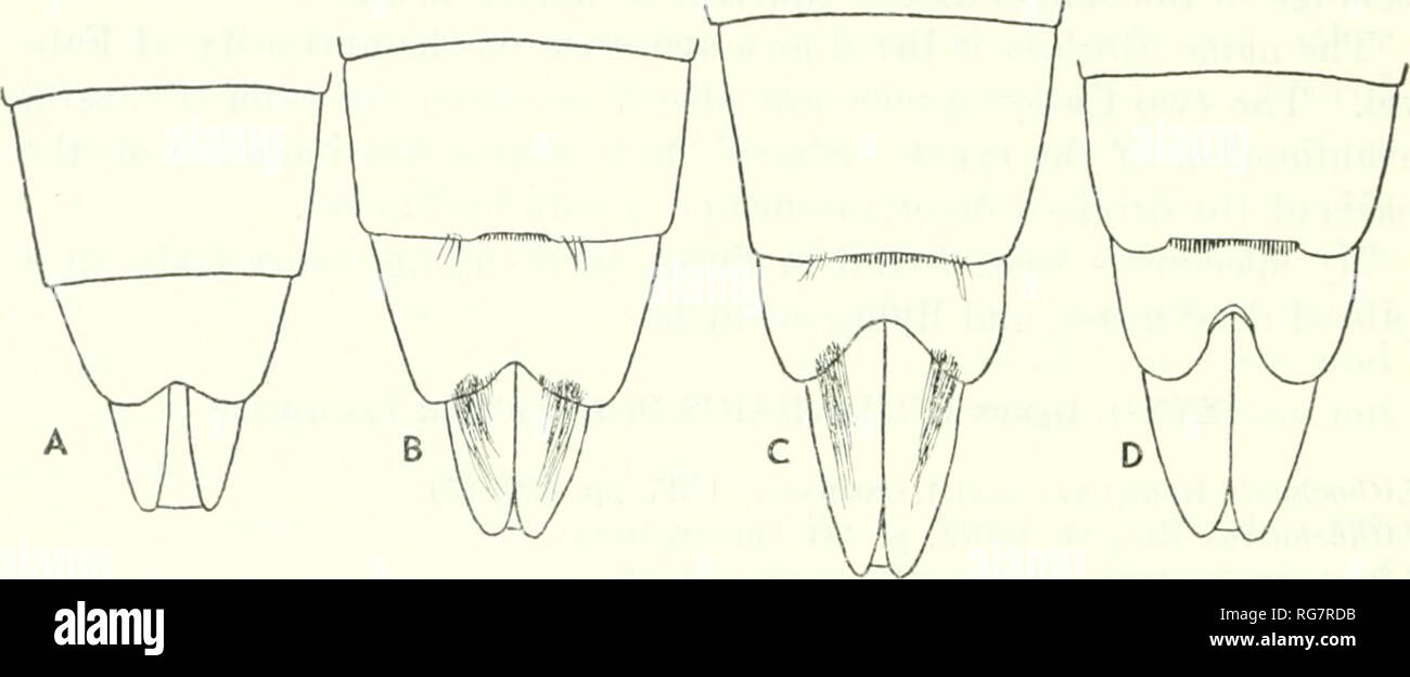 . Bulletin - United States National Museum. Science. 240 BULLETIN 18 2, UNITED STATES NATIONAL MUSEUM hypomera sometimes feebly lobed behind the coxae; anterior coxal cavities entirely open behind, confluent; front coxae large, exserted; middle coxal cavities confluent; posterior coxae contiguous, coni- cal; first and second abdominal sternites absent; seventh st^ernite of male sometimes slightly emarginate and with a ctenidium along pos- terior margin; eighth sternite of male emarginate.. Figure 1.—Apical abdominal sternites of males of Lithockaris: A, L. dorsalis Erichsonj B, L. secunda, new Stock Photo