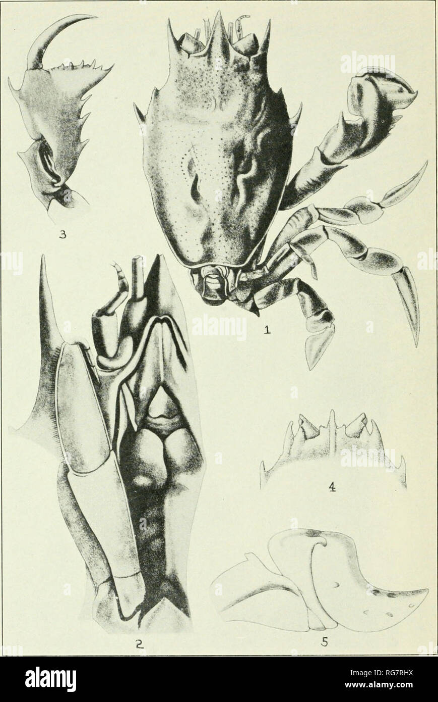 . Bulletin - United States National Museum. Science. U. S. NATIONAL MUSEUM BULLETIN 166 PLATE 2. Species of Raninoides. 1, R. nitidus, male holotype, S mm long, X 7, dorsal view; 2, same, right frontobuccal region with append- ages, X 22; 3, R.fossoT, type, right chela and carpus, outer face, X 7; 4, same, anterior part of carapace and ocular peduncles, X 3, dorsal view; 5, same, extremity of second ambulatory foot, X 7. (After A. Milne Edwards and Bouvier.). Please note that these images are extracted from scanned page images that may have been digitally enhanced for readability - coloration  Stock Photo