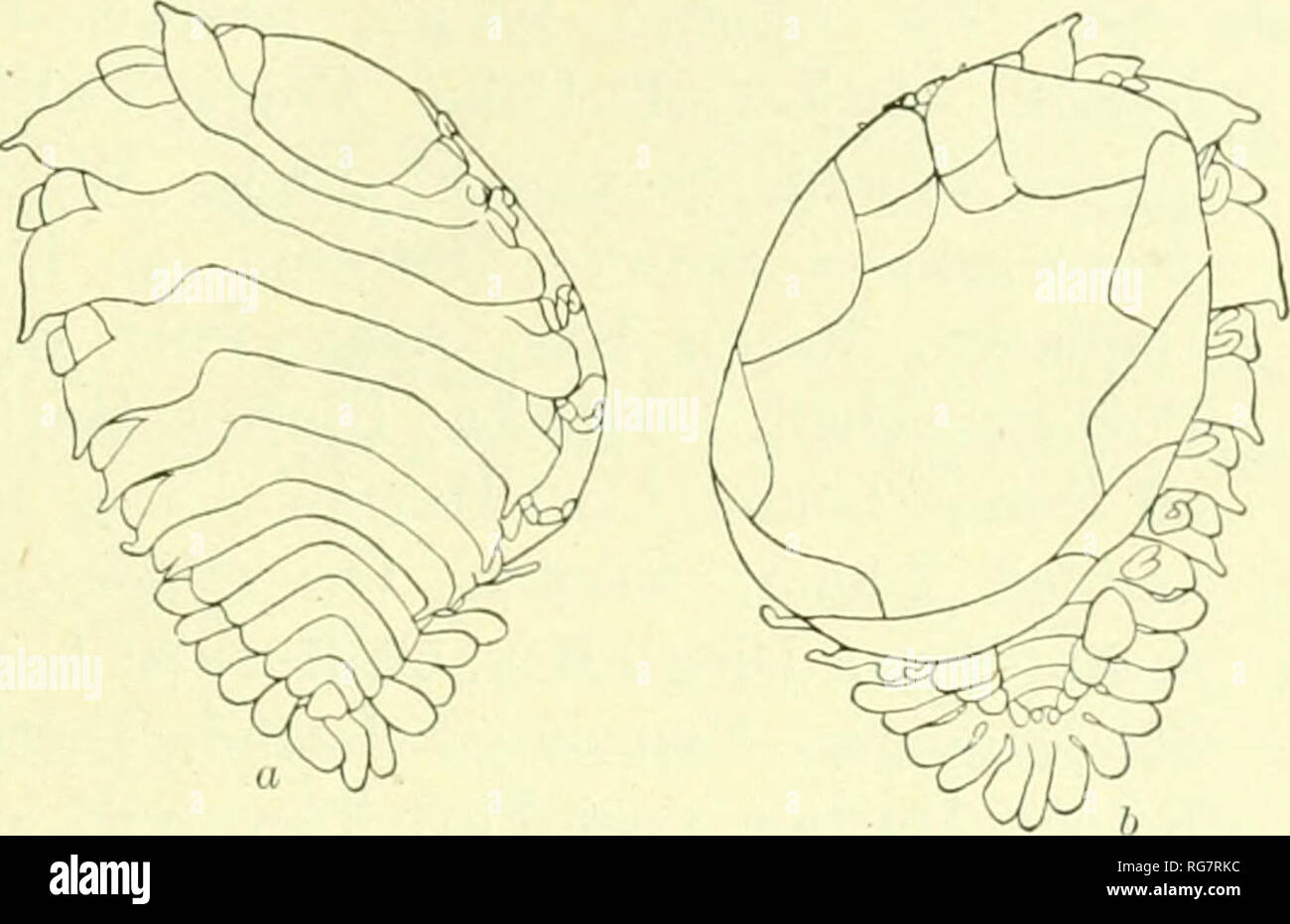 . Bulletin - United States National Museum. Science. ISOPODS OF NOKTH AMEKICA, 545 Argeia calmani, Bonniek, Truvaux &lt;le la Station Zool. dc Wimereux, VIII, 1900, ' p. 329. Argeia pugeltensis Bonnikk, Traveux de la Station Zool. de Winion-ux, 'I1I, 1900, pp. 327-328.—RicnARmoN, Proc. U. S. Nat. Mus., X.WII, 1904, i.i,. 60-64; Bull. [J. S. Fish Comm., XXIV, 1905, p. 220. Localities.—On Crago munita (Dana), at Puget Sound; otf Cape Beale, Vancouver Island. On Crago alascensis (Lockington), otf Cape. Fig. 586.—Argeia pugettensis. a, Dorsal view ok adult female, h. Ventral view of adult FEMALE. Stock Photo