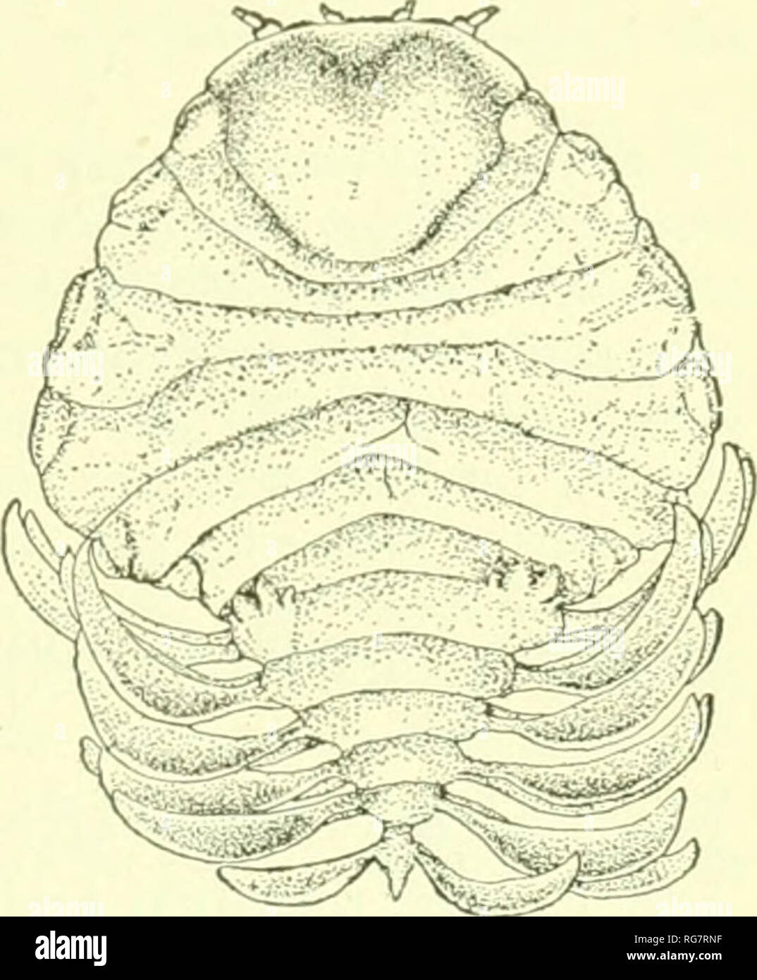 . Bulletin - United States National Museum. Science. ISOPODS OF NORTH AMERICA. 541. Fig. 582.—Phyllodurus abdominalis. Female (dorsal view). the last two segments the epimera occupy tlie post-lateral margin and are not separated from the segment. The abdomen is composed of six distinct segnKMits. The first seg- ment is provided on either side near the antero-lateral margin with a papillose process. This segment is nearly twice as long as an}&quot; of the following seg- ments. The segments of the ai)d()men are successively narrower, gradually and rapidly tapering to the sixth or terminal segmen Stock Photo