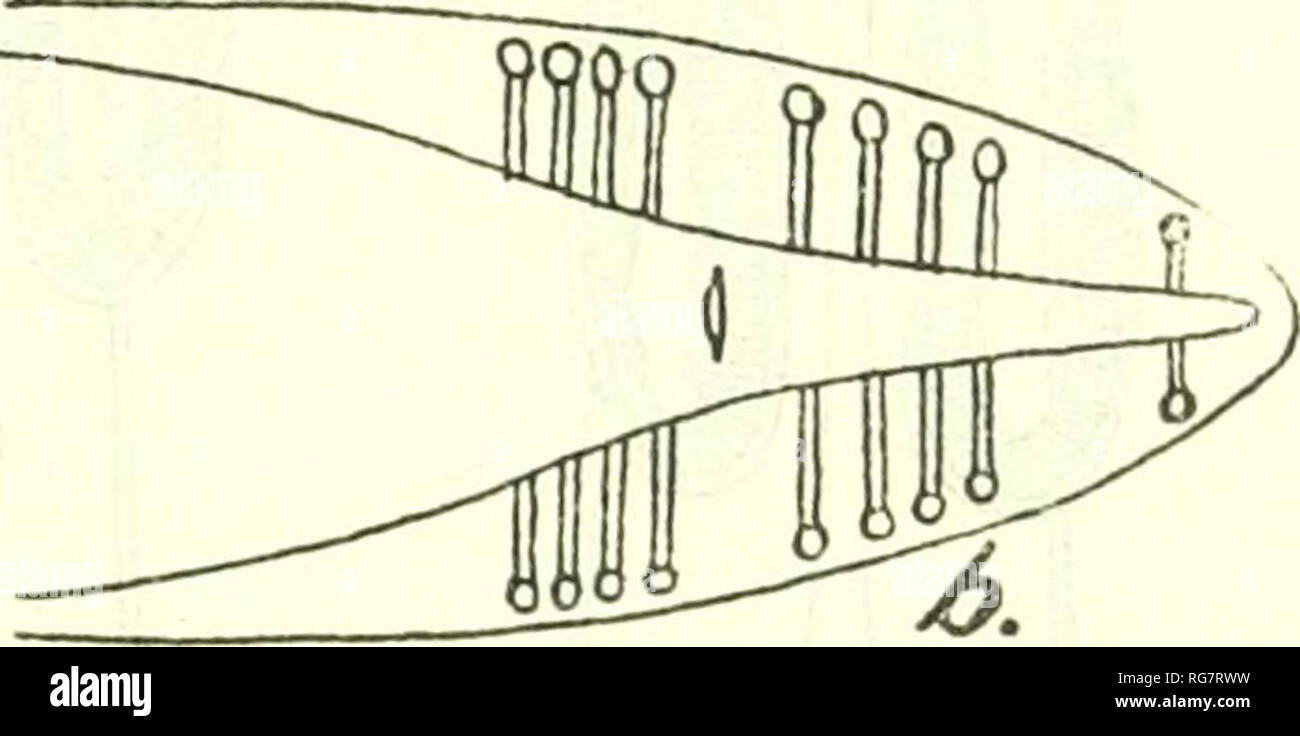 . Bulletin - United States National Museum. Science. Fig 297.- -cosmocbphalus aduncds. «, ilead exd ; b, male tail. after Stossich, 1892 Hosts.—Primary: Actitis hypoleucus, A. macularia, Alca torda, Gatorrhactes pachyrhynchus (new record), Larus argentatus, L. argentoides, L. canus, L. fuscus, L. marinus, L. maximus, L. medius, L. ridibundus, Mergus se?vator, Puffinus kuhli, /Sterna arctica, S. lisoria, Totanus hypoleucus, T. maculatus, T. fuscus, Ttingoides hy poleucus, Uria grylle; secondary: Unknown. Location.—Esophagus. Morphology.—Cosmocephalus (p. 233) : Cordons (fig. 298 a and b) scallo Stock Photo