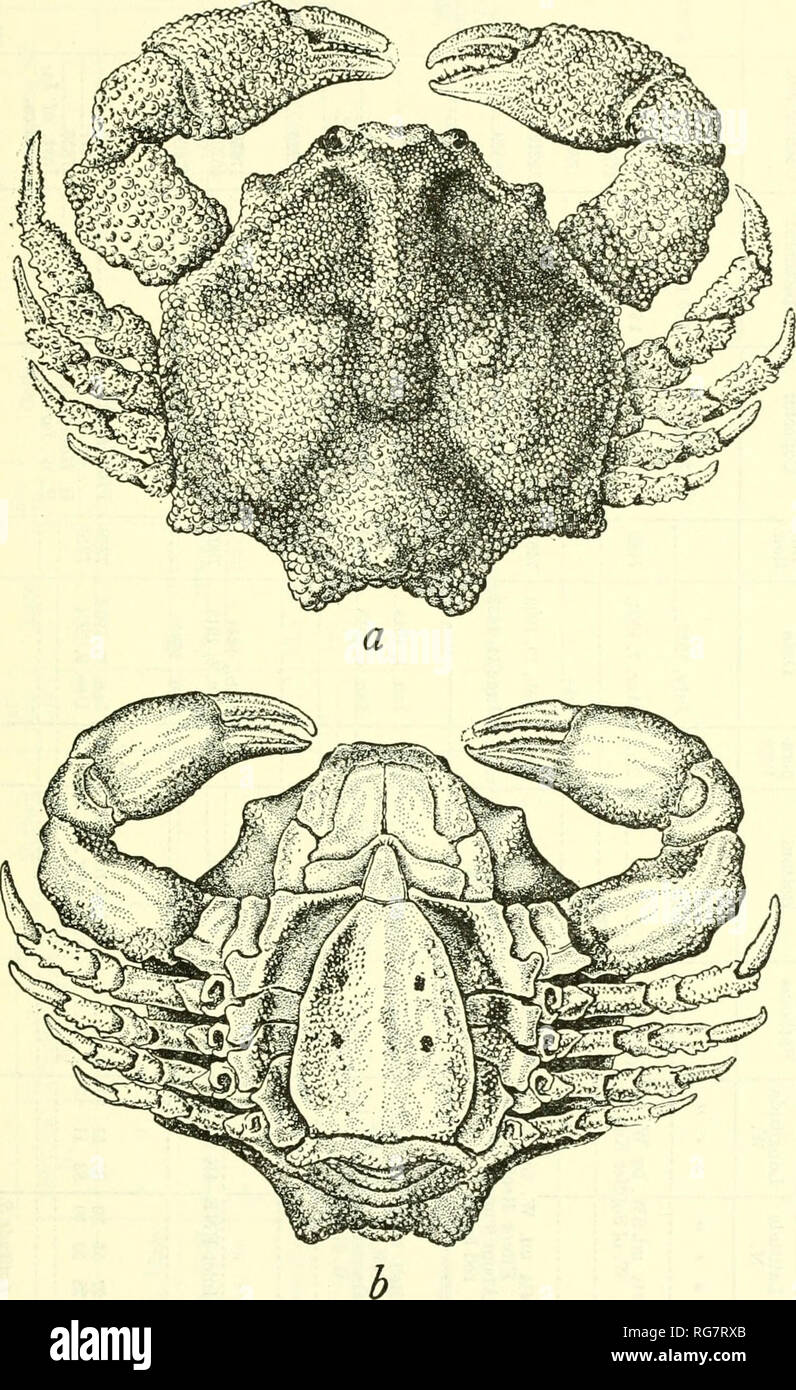 . Bulletin - United States National Museum. Science. OXYSTOMATOUS AND ALLIED CRABS OF AMERICA 229. Figure Si.—Ebalin magdakvtnsis, female holotype: a, Dorsal; 6, ventral. X 4.8. After flla.sspll.. Please note that these images are extracted from scanned page images that may have been digitally enhanced for readability - coloration and appearance of these illustrations may not perfectly resemble the original work.. United States National Museum; Smithsonian Institution; United States. Dept. of the Interior. Washington : Smithsonian Institution Press, [etc. ]; for sale by the Supt. of Docs. , U. Stock Photo