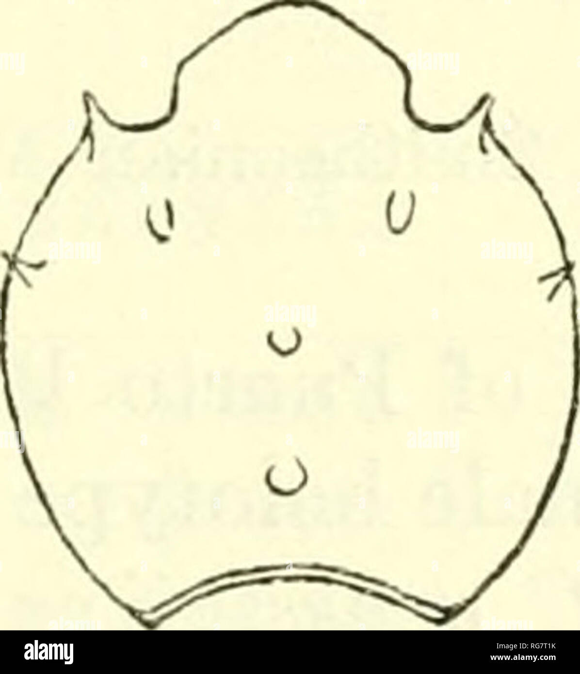 . Bulletin - United States National Museum. Science. OXYSTOMATOUS AND ALLIED CRABS OF AMERICA IQ5 lateral margin and slightly in advance of the widest part of the cara- pace. Ocular peduncles short and wide; the cornea occupies at least two-thirds of total length. The antennules are very long and slender and cannot entirely fold up under the front. The roof of the orbit is little advanced. Merus of outer maxilliped wider and more rounded in front than in agassizii. Chelipeds of male short, granulous; arm scarcely projects beyond carapace; fingers very high, sharp edged, very finely denticulate Stock Photo