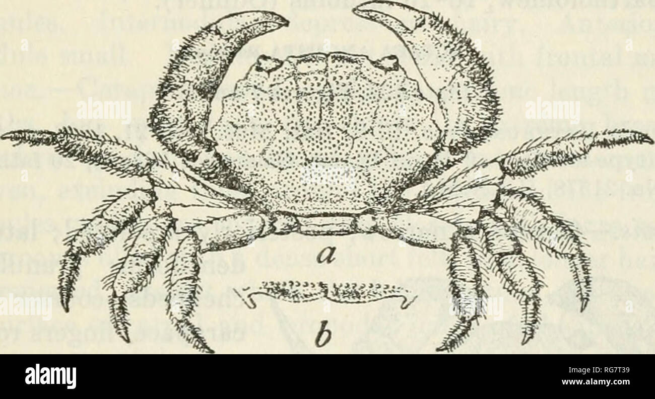 . Bulletin - United States National Museum. Science. THE CANCROID CRABS OF AMERICA 255 ACTAEA BIFRONS Rathban Plate 104, Figures 3-6 Actaea bifrons Rathbun, Bull. Lab. Nat. Hist. State Univ. Iowa, vol. 4, 1898, p. 262, pi. 4, figs. 3 and 4 (type-locality, off Aspinwall [Colon], 34 fathoms; type, Cat. No. 7803, U.S.N.M.); Bull. U. S. Fish Comm., vol. 20 for 1900, pt. 2 (1901), p. 34.—Odhner, Goteborg's K. Vet. Handl., Fjarde Foljden, vol. 29, No. 1, 1925, p. 50, pi. 3, figs. 12 and 12a. Diagnosis.—Carapace flattish, granulation sparse anteriorly; front steeply inclined; palm concealed by long t Stock Photo