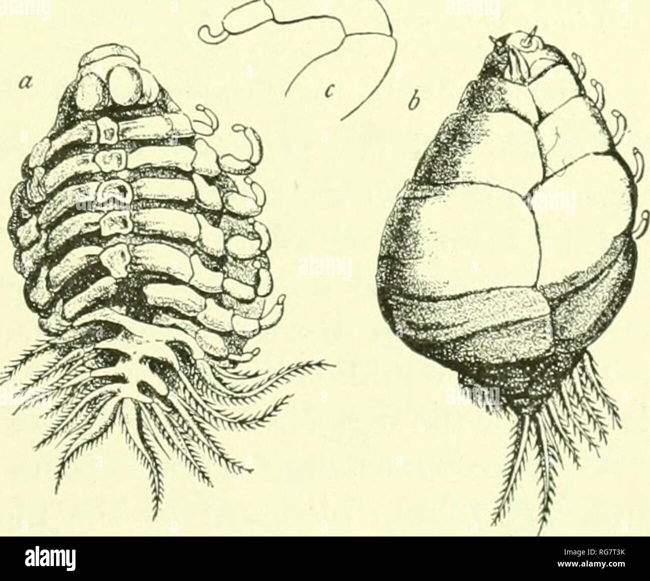 . Bulletin - United States National Museum. Science. ISOPODS OF NORTH AMP:R10A. 511 83. Genus LEIDYA Cornalia and Panceri. Abdomen distinctly sojrmontod. PUninil lumelliv or lateral parts of the tirst five segments of the abdomen lanceolate, rtnely fringed. Legs of female terminate in a short, blunt claw. Exopods present and nearly etiiial on all seven paii's of legs. The pleopods are '' lanceolate and fringed.&quot; Male has the abdomen distincth&quot; segmented. There are five pairs of simple rudimentary pleopods. Uropoda simple, in the form of two long appendages attached to the sixth al)do Stock Photo
