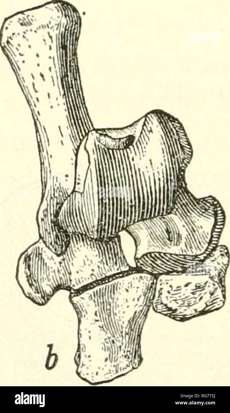 . Bulletin - United States National Museum. Science. 184 BULLETIN 16 9, UNITED STATES NATIONAL MUSEUM In Gidley's description of the calcaneum (1919, p. 552), &quot;tibial face&quot; is probably a misprint for &quot;fibular facet.&quot; The type calcaneum is somewhat damaged in this region. A specimen collected after Dr. Gidley's paper was pubUshed shows that in C. montanensis the fibular facet on the calcaneum is relatively quite as well developed as in C. ferox. His statement, &quot;cuboid with facet for the astragalus, navicular and ectocuneiform arranged horizontally, nearly parallel and m Stock Photo