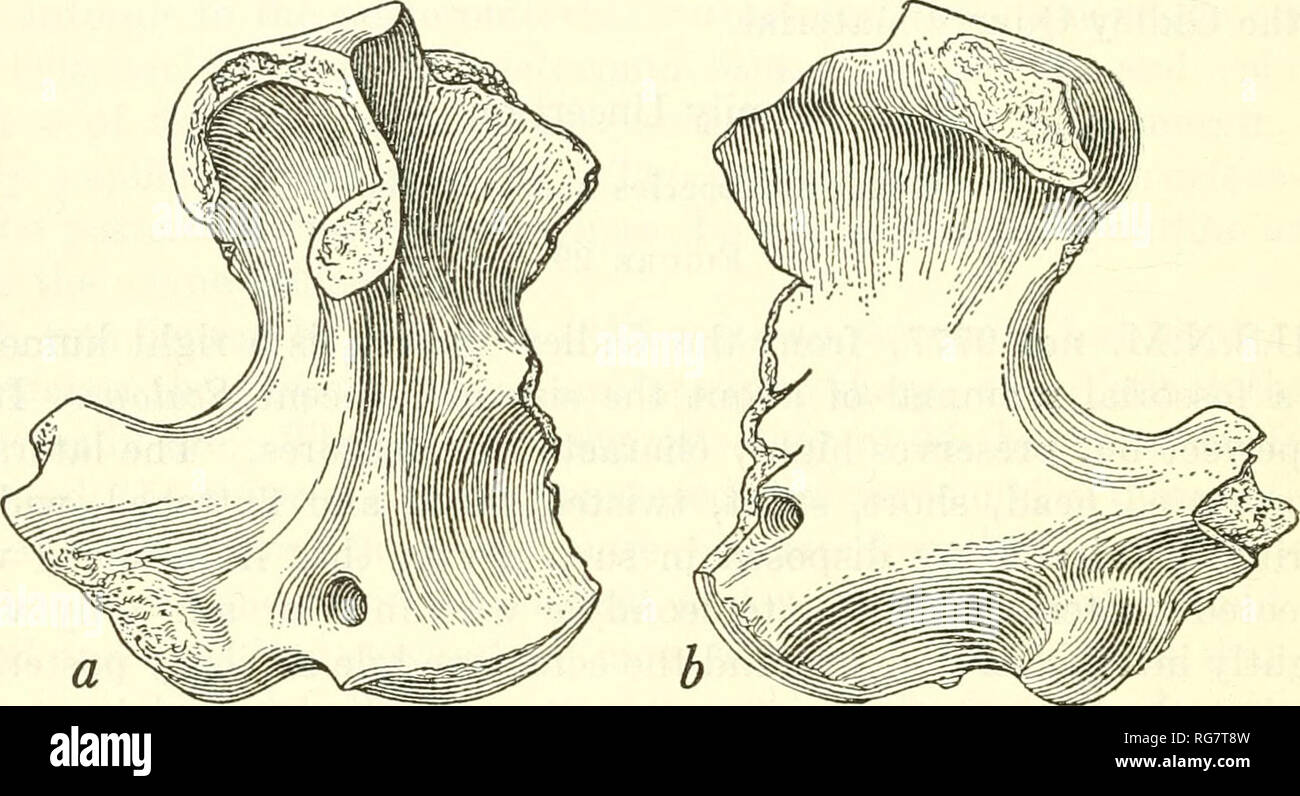 . Bulletin - United States National Museum. Science. 140 BULLETIN 16 9 ...