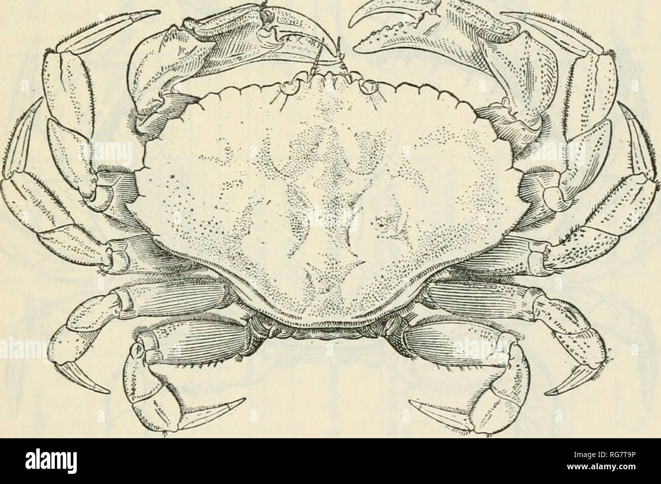 . Bulletin - United States National Museum. Science. THE CANCROID CRABS OF AMERICA 181 Industries of U. S., sec. 1, 1884, p. 766, pi. 260, figs. 1-3.—Sumner, Bull. Bur. Fisheries, vol. 31, 1911, part 2, 1913, p. 671.—Hay and Shore, Bull. Bur. Fisheries, vol. 35, 1915-16 (1918), p. 435, pi. 35, fig. 1. Platycarciniis irroratus Milne Edwards, Hist. Nat. Crust., vol. 1, 1834, p. 414.— DeKay, Nat. Hist. New York, pt. 6, Crust., 1844, pi. 2, fig. 2. Cancer sayi Gould, Rept. Invert. Massachusetts, ed. 1, 1841, p. 323 (type- localities. Cape Ann, Nahant, etc.; types not located). Plaiycarcinus sayi D Stock Photo