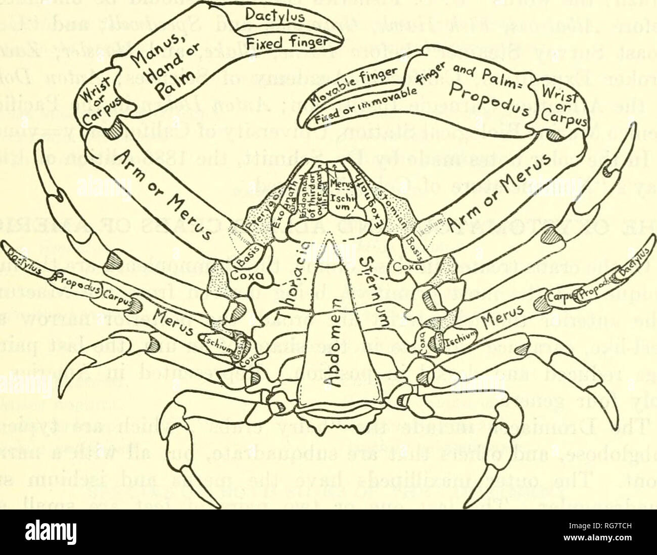 . Bulletin - United States National Museum. Science. OXTSTOMATOUS AND ALLIED CRABS OF AMERICA leg is measured on the lower margin, from the articulation of the coxa with the sternum to the tip of the dactylus. The width of articles of the chelipeds and legs is measured at the widest part. The length of the immovable finger is measured from the tip to the extremity of the sinus between the fingers. See figures 1 and 2 for diagrams of an oxystomatous crab.. Figure 2.—Diagram of ventral view of an oxystomatous crah, showing tlie terms used in description. By Waldo L. Schmitt. CHARACTER OF BOTTOM  Stock Photo