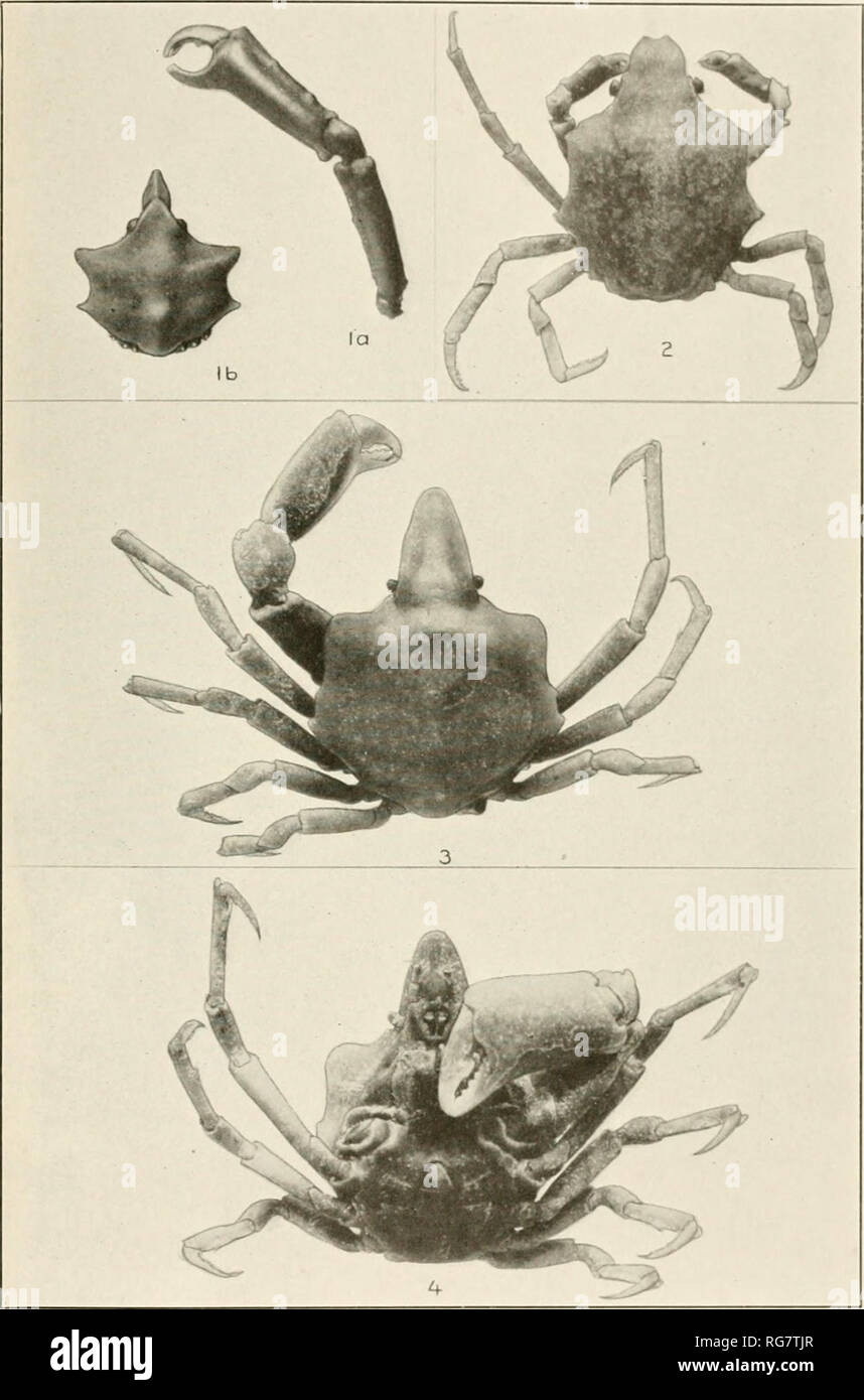 . Bulletin - United States National Museum. Science. I U. S. NATIONAL MUSEUM BULLETIN 129 PLATE 45. I. Epialtus kingsleyi. (Page 152.) 2. E. dilatatus. iPage 153.) 3, 4. E. bituberculatus. (Page 148' f^OR EXPLANATION OF PLATE SEE PAGE 569. Please note that these images are extracted from scanned page images that may have been digitally enhanced for readability - coloration and appearance of these illustrations may not perfectly resemble the original work.. United States National Museum; Smithsonian Institution; United States. Dept. of the Interior. Washington : Smithsonian Institution Press, [ Stock Photo