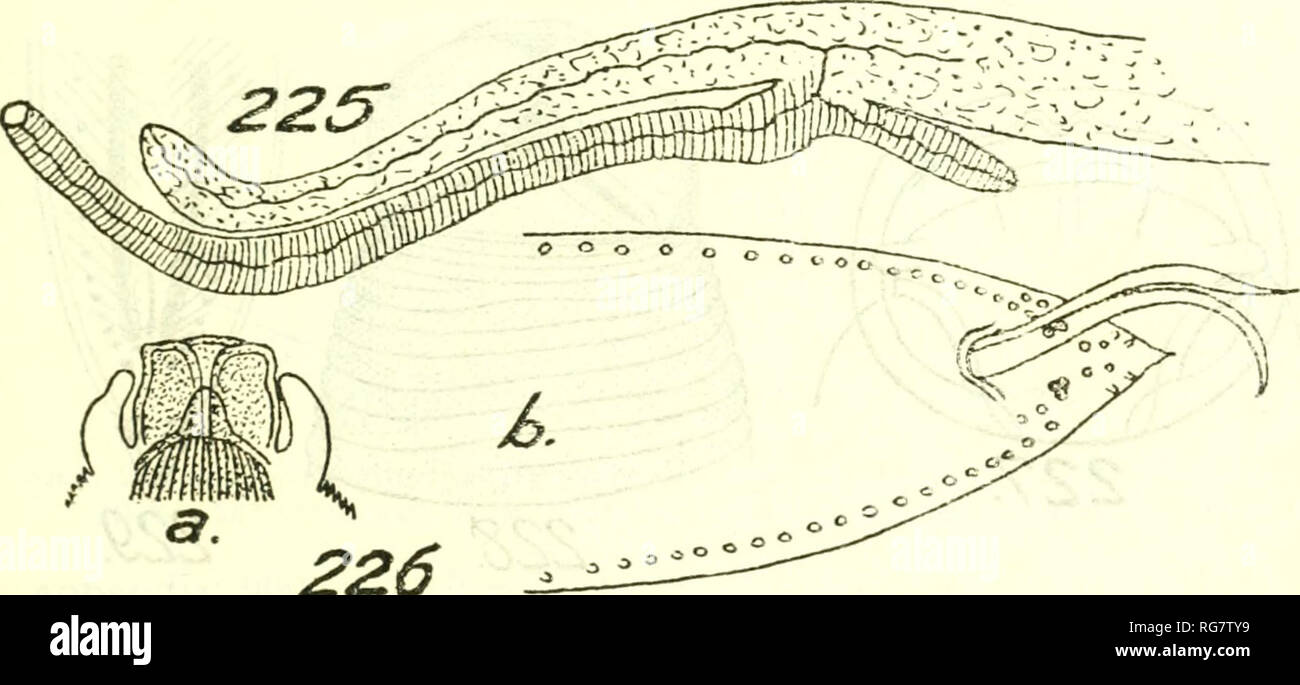 . Bulletin - United States National Museum. Science. NEMATODE PARASITES OF BIRDS 155 Morphology.—Contraeaecum (p. 146) : Lips (fig. 220a) with ear- like projections and with 2 papillae; dentigerous ridges absent. Ac- cording to Drasche, intcrlabia about 2/3 the height of the lips, thick and curved, their free ends being close to lips; Skrjabin states that no interlabia are present. Cross-striations of cuticle give dentate appearance to collar as seen at edge of body. Male 13 to 18 mm. long by COO to 900/* wide. Esophagus 3.23 mm. long, its appendix small, dactyliform (fig. 225). Intestinal cec Stock Photo