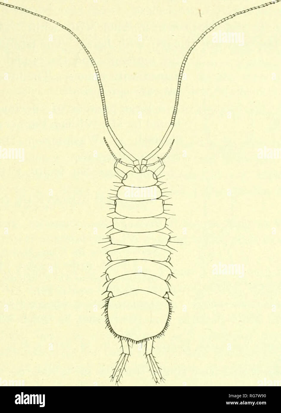 . Bulletin - United States National Museum. Science. ISOPODS OF NORTH AMKRKW. 427 S(»i»-monts of the thorax with the lateral niarghis of tho first seoiueiit slightly ('inaroiMatc aiitoriorly, the ciiiaro-inatioii hciiio- filled by the. Fig. 4si&gt;.—Asicu.rs ATTKNi-ATrs.. Please note that these images are extracted from scanned page images that may have been digitally enhanced for readability - coloration and appearance of these illustrations may not perfectly resemble the original work.. United States National Museum; Smithsonian Institution; United States. Dept. of the Interior. Washington : Stock Photo
