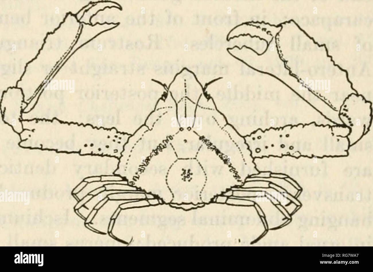 . Bulletin - United States National Museum. Science. THE SPIDER CRABS OF AMERICA 559 Measurements.—Male (21973), length of carapace 14.2, width of same 18.2, length of cheliped 37.6 mm. Range.—From Magdalena Bay, Lower California, Mexico, to Panama. Depth, 12 to 51 fathoms. Material examined.—See table, page 557. HETEROCRYPTA LAPIDEA Rathbun Heterocrypta lapidea Rathbun. Bull. U. S. Fish Comm., vol. 20, for 1900, pt. 2 (1901), p. 83, text-fig. 13 (type-locality, St. Thomas; holotype, Cat. No. 20324, U.S.N.M.). Dm^nosis.—Carapace one and one-eighth times as wide as long, margins dentate or loba Stock Photo