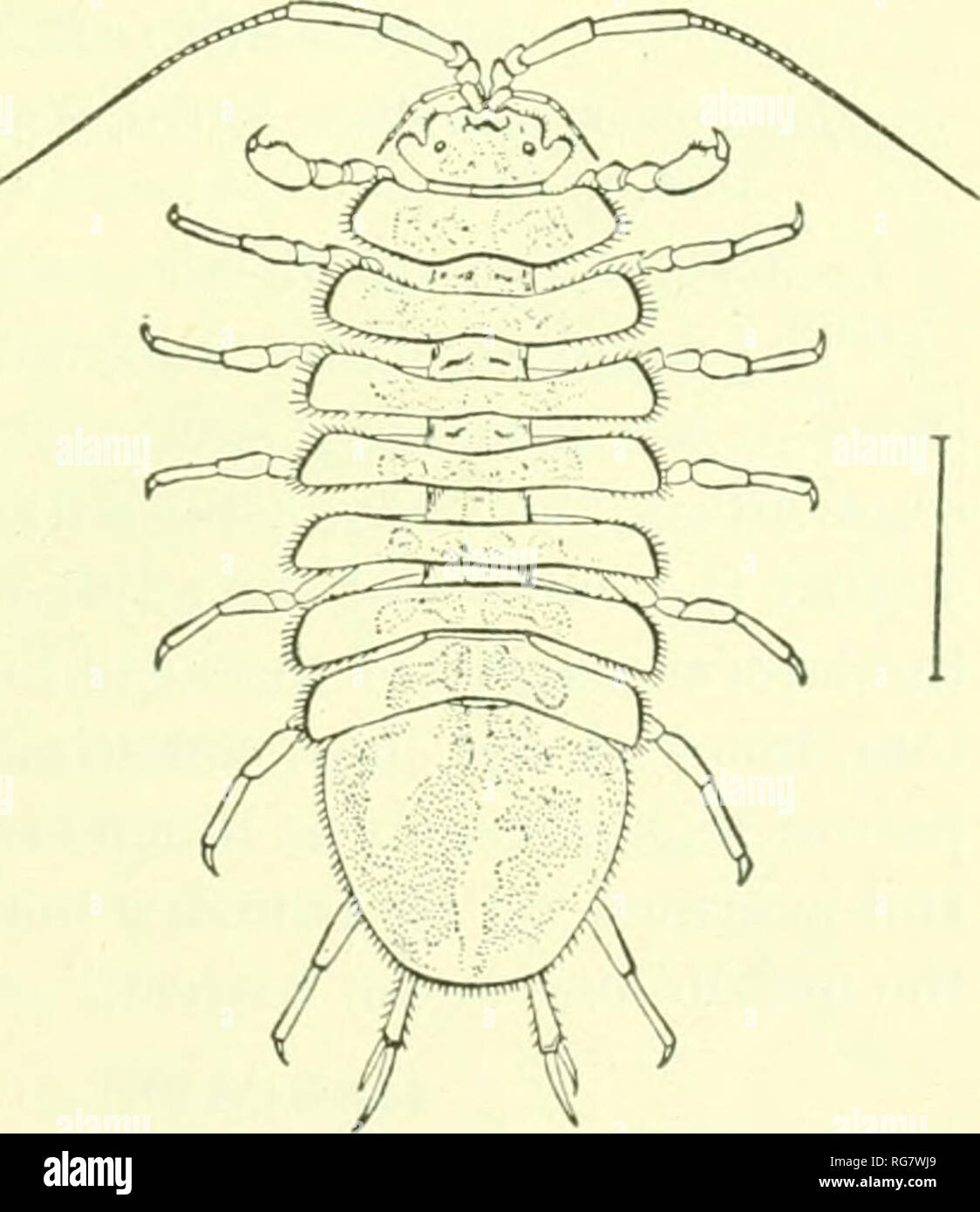 . Bulletin - United States National Museum. Science. ISOPODS OF NORTH AMERICA. 415 which is 4 mm. in length and has the posterior margin widely rounded. The terminal segment is 5 mm. wide at the base. The uropoda are half as long as the terminal abdominal segment. The peduncle is 1 mm. long. The outer branch is 1 mm. long. The inner branch is a very little longer than the outer branch. In the female the first ple- o})oda are attached close together as in the preceding species. The first pair of legs are strongly prehensile and have the propodus greatl}' dilated and the inferior margin armed wi Stock Photo