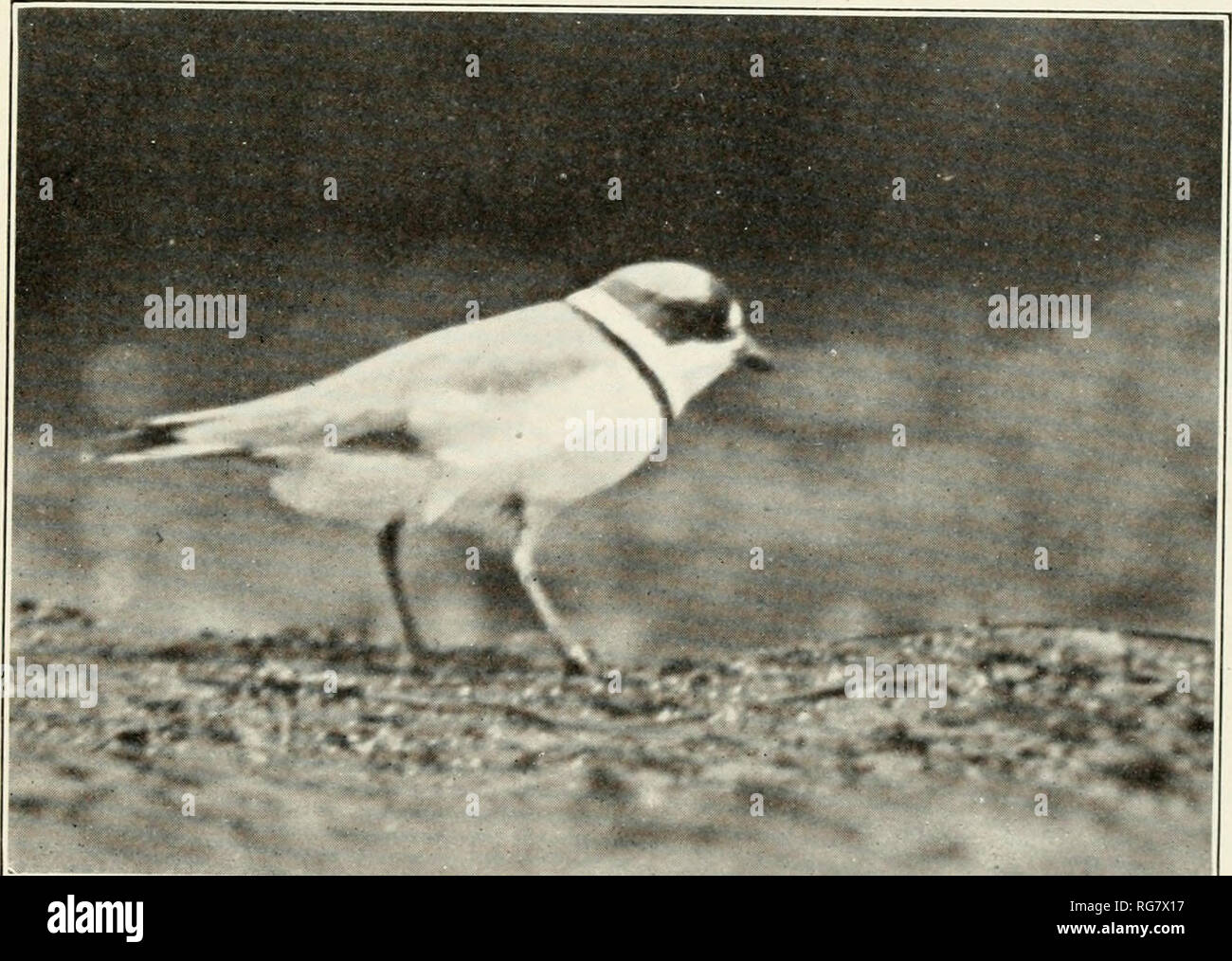 . Bulletin - United States National Museum. Science. - -&lt;:. Semipalmated Plover For descriptjon see paqe facjnq. Please note that these images are extracted from scanned page images that may have been digitally enhanced for readability - coloration and appearance of these illustrations may not perfectly resemble the original work.. United States National Museum; Smithsonian Institution; United States. Dept. of the Interior. Washington : Smithsonian Institution Press, [etc. ]; for sale by the Supt. of Docs. , U. S. Govt Print. Off. Stock Photo