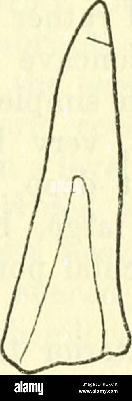 . Bulletin - United States National Museum. Science. Figure 87.—Paraliparis entochloris. Teeth from type PARALIPARIS ENTOCHLORIS Gilbert and Burke Paraliparis entochloris Gilbert and Burke, 19126, p. 378. Type.No. 73347, U.S.N.M.; Albatross Station 5018, Okhotsk Sea, off the coast of Saghalin; depth 100 fathoms. Length 98 mm.. Please note that these images are extracted from scanned page images that may have been digitally enhanced for readability - coloration and appearance of these illustrations may not perfectly resemble the original work.. United States National Museum; Smithsonian Instit Stock Photo