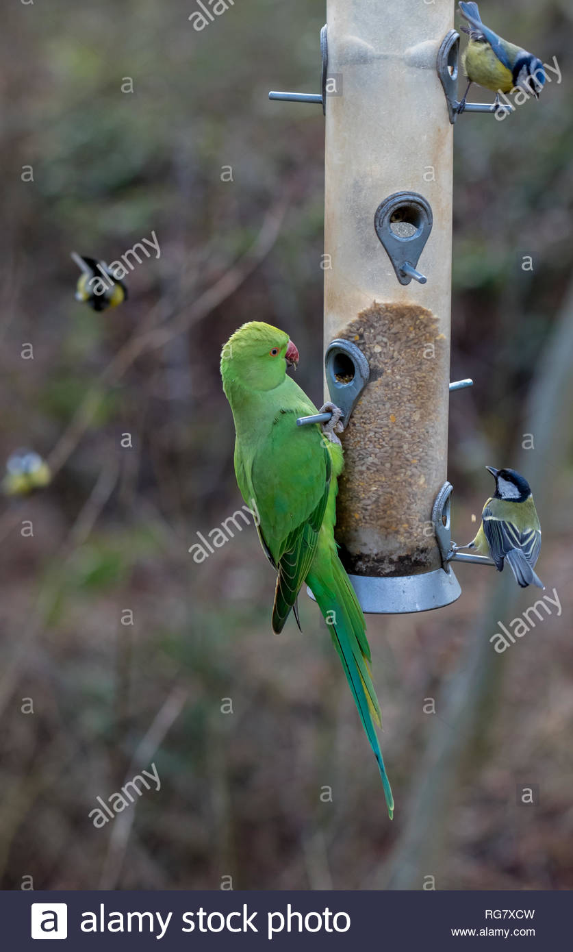 An Invasive Non Native Ring Necked Parakeet Psittacula Krameri