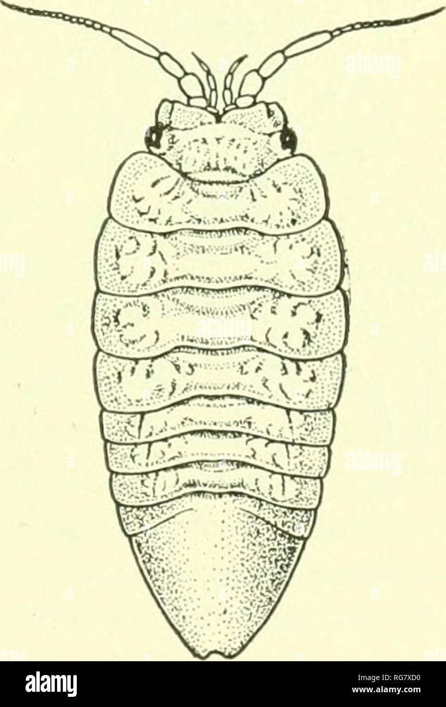 . Bulletin - United States National Museum. Science. ISOPODS OE^ NORTH AMERICA. 885 three. The epinioni of all the .seg-ments are consolidated with the segments. The lateral margins are almost straight and continuous. The abdomen is composed of one segment, with lateral sutures at the base, indicating another partly coalesced segment; it tapers to a narrow extremity, the apex of which is emarginate. The legs are more or less alike in structure. SYNIDOTEA BICUSPIDA (Owen). Idotea hicuspida Owen, Crnstacea of the Blossom, 1839, p. 92, pi. xxvii, fig. 6. Idotea pidchra Lockington, Proc. Cal. Acad Stock Photo