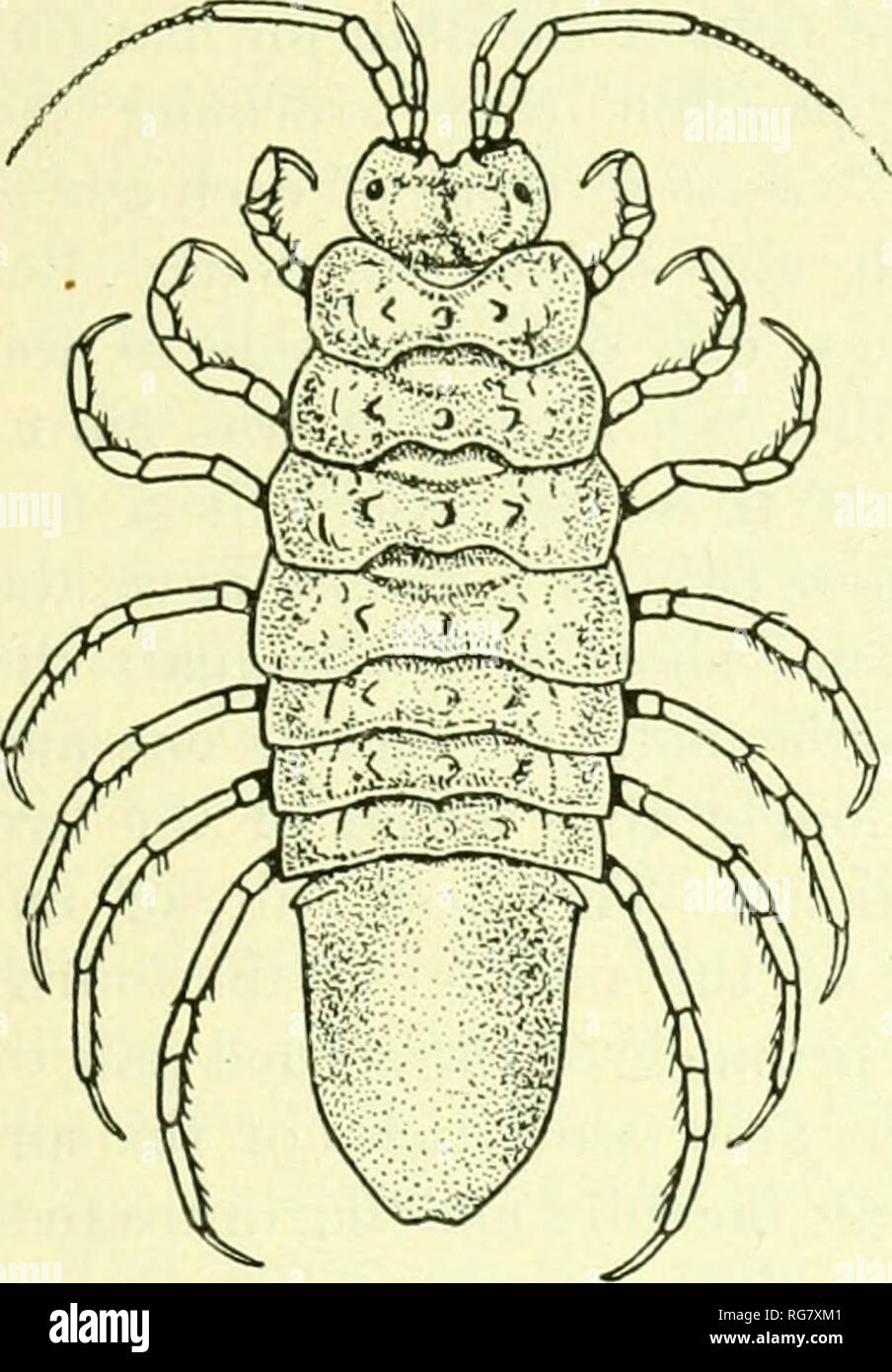 . Bulletin - United States National Museum. Science. ISOPODS OF NORTH AMERICA. 379 expansion, so that the}' secni more dorsal in position. The tirst anten- nffi have the basal article not enlarg'ed; the second is about equal in length to the tirst; the third and fourth are sube(jual, and each is al)Out one and a half times lonoer than the third. The tirst pair of anteniue extend to the end of the fourth peduncular article of the second pair of antenna'. The basal article of the second pair of antennie is almost in- conspicuous from a dorsal view; the second article is short; the third, fourth, Stock Photo