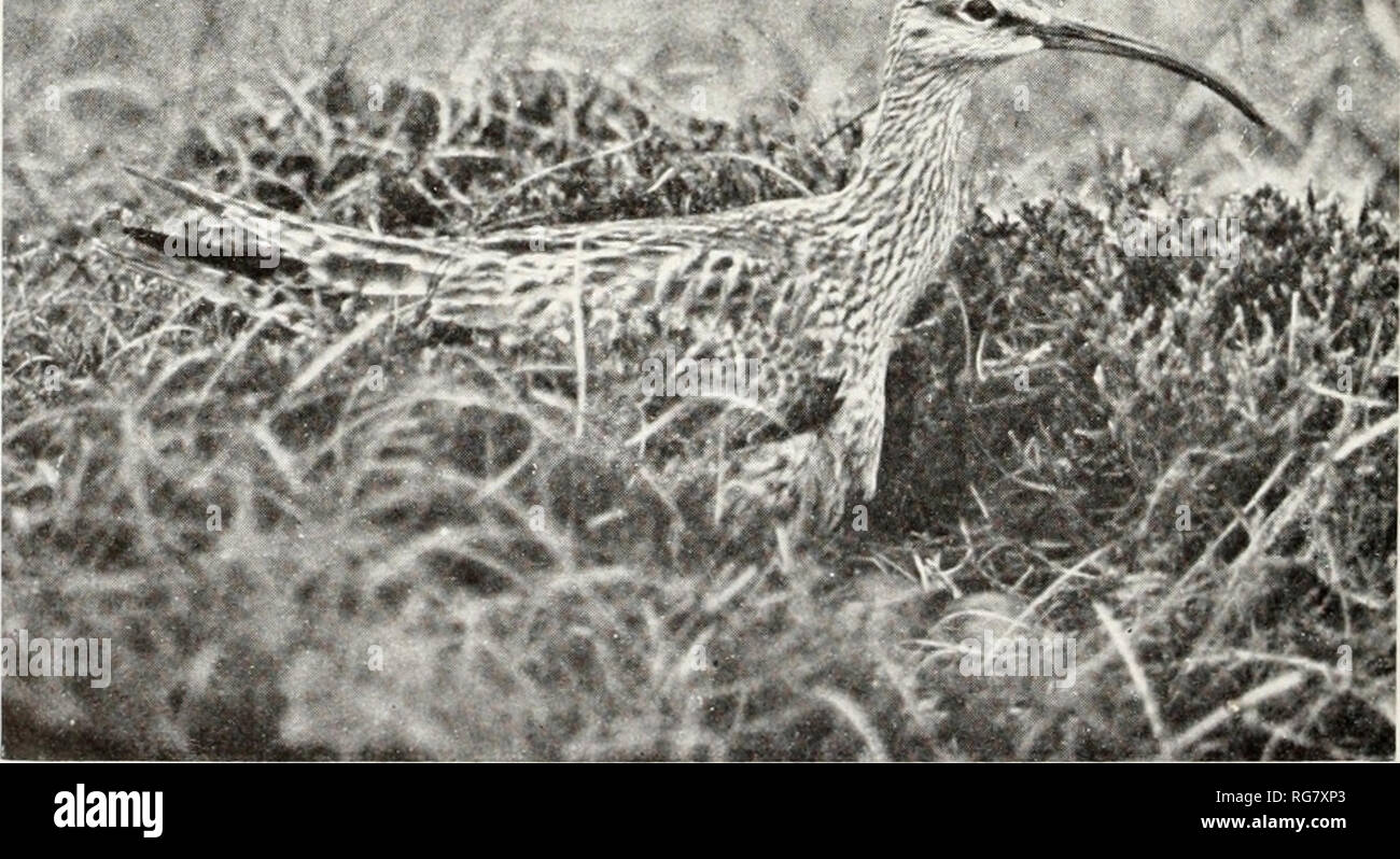 . Bulletin - United States National Museum. Science. Bristle-thighed Curlew. Whimbrel For description see paqe facinq. Please note that these images are extracted from scanned page images that may have been digitally enhanced for readability - coloration and appearance of these illustrations may not perfectly resemble the original work.. United States National Museum; Smithsonian Institution; United States. Dept. of the Interior. Washington : Smithsonian Institution Press, [etc. ]; for sale by the Supt. of Docs. , U. S. Govt Print. Off. Stock Photo