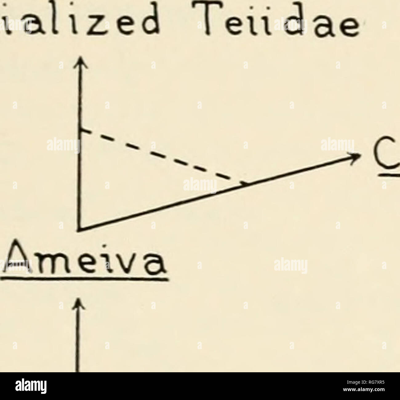 . Bulletin - United States National Museum. Science. TEIID LIZARDS OF THE GEXUS CXEMIDOPHORUS 253 position ill the family Teiidao. soinewheie between the obviously specialized genera on the one hand and the more generalized, includ- ing Ameiva. on the other. This relationship is expressed in the dia- gram, Figure 36. The particular problems of the present study are those concern- ing the evolutionary relationships within the genus Cncmidopliorus. This genus comprises five distinct groups of related forms, called in this Avork the lemniscatU'S, deppii, sexlineatiis, tessellatus, and hyperythrus Stock Photo