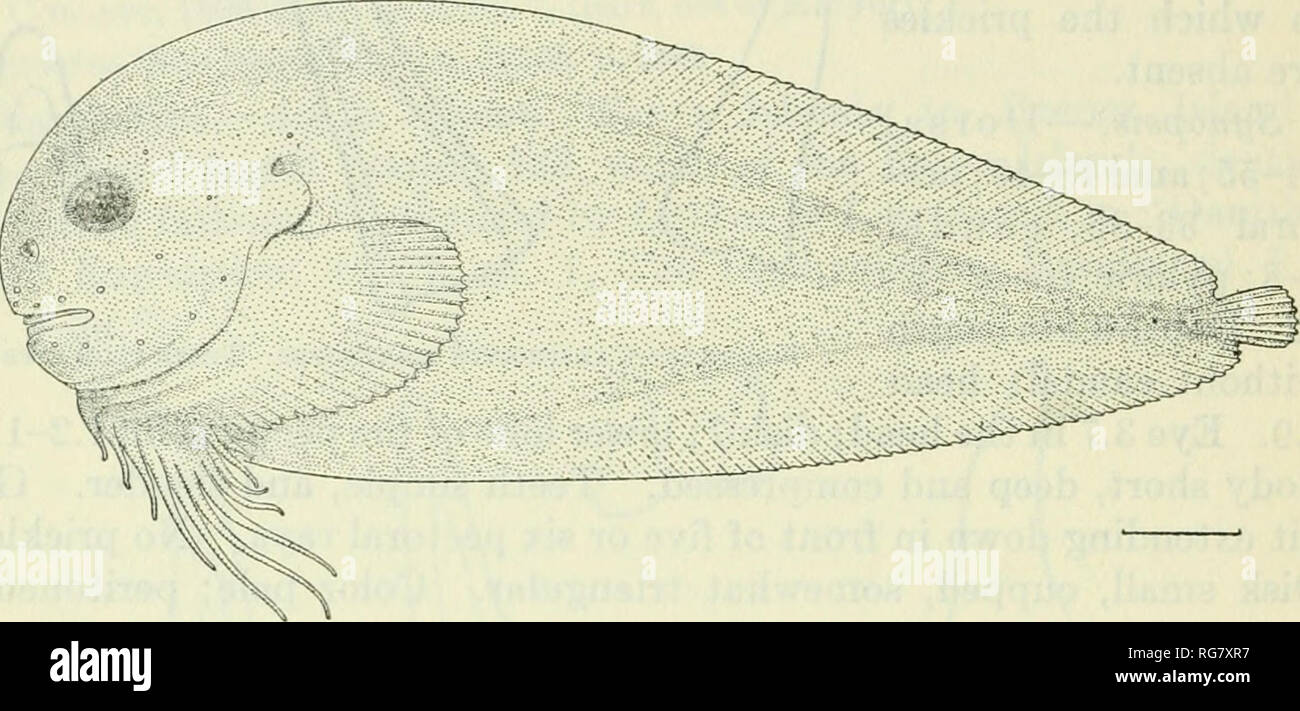 . Bulletin - United States National Museum. Science. 136 BULLETIN 150, UNITED STATES NATIONAL MUSEUM Eye 3.5-4 in head; disk 4.5-4.8; lower lobe of the pectoral fin 1.8-2. Body rather deep and compressed. Teeth simple. Eye moderate, the lower half silvery. Gill slit either above the pectoral fin or extending down in front of the upper ray. Cactuslike pricldes present. Lower pectoral lobe short, about 2 in the head, reaching. Figure 57.—Careproctus rastrinus. Type. Showing the great development of the head REGION characteristic OF SOME SPECIES OF THE GENUS little past the vent. Disk small, cupp Stock Photo