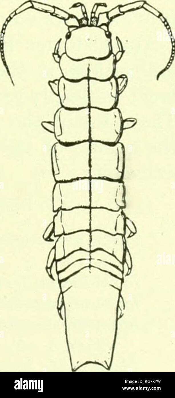 . Bulletin - United States National Museum. Science. ISOPODS OF NORTH AMERICA. 369 b. Terminal segment of body regularly and broadly rounded at its posterior extremity, with a very small and obtuse median tooth. Epimera of the sec- ond, third, and fourth segments do not extend ([uite the entire length of the segments. Those of the following segments occupy the entire lateral margin. Pentidotca trosnexentikii (Brandt) //. Terminal segment of body with pronounced post-lateral angles, which are rounded, and with a distinct and acute median tooth at its i)osterior extremity. c. Sides of thorax par Stock Photo