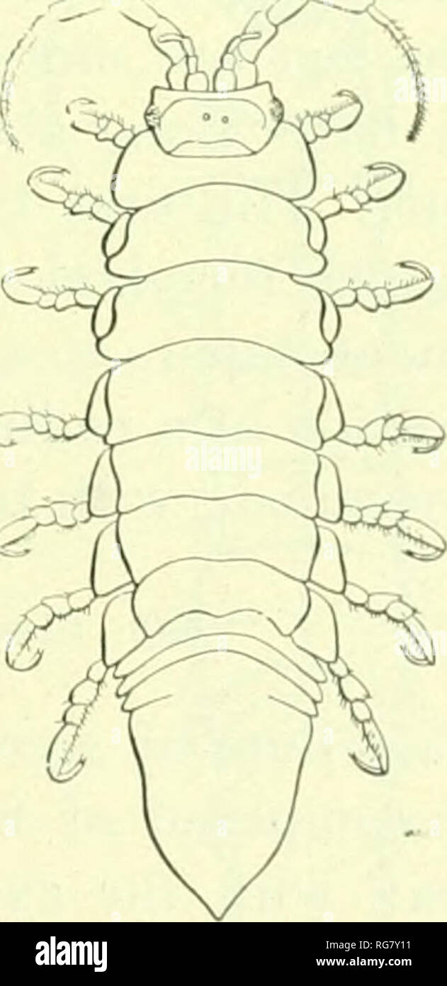 . Bulletin - United States National Museum. Science. ISOPODS OF NORTH AMERICA. 3()7 anteriorly at the sides to sun-ound the postei-ior portion of the liead. All th(&gt; seo-nients are equal in lenotii. The epinieron of the second se*;- nicnt extends half the length of the lateral iiiargin; it is broader at its anterior end than at its posterior end. The e|)iniera of the third and fouitli segments occupy the anterior two-thirds of the lateral margin. The epimeron of the fifth segment extends almost the entire length of the lateral margin of the segment. The epimera of the sixth and seventh segm Stock Photo