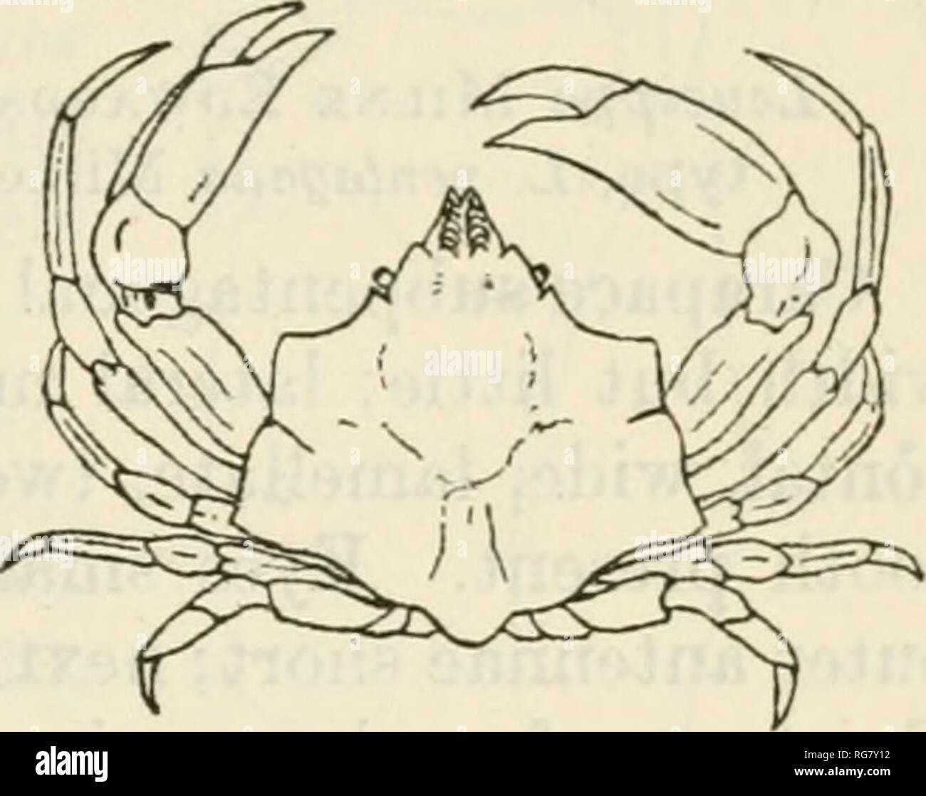 . Bulletin - United States National Museum. Science. THE SPIDER CEABS OF AMERICA 183. Fin. 70.—MiMULVs foli.itvs, male COTYPE, CARAPACE 28 MM. LONG, DORSAL VIEW. (After Stimpson) Description.—Carapace flattened and marked with several undula- tions; lateral expansions a little reflexed, margin behind incision nearly twice the length of that before; antero-lateral and postero- lateral angles wide, the latter somewhat produced; median region tumid, bearing two small, obsolescent, gastric tubercles, in front of which there ma}&quot; be two convergent rows of curved setae; another tubercle on each Stock Photo