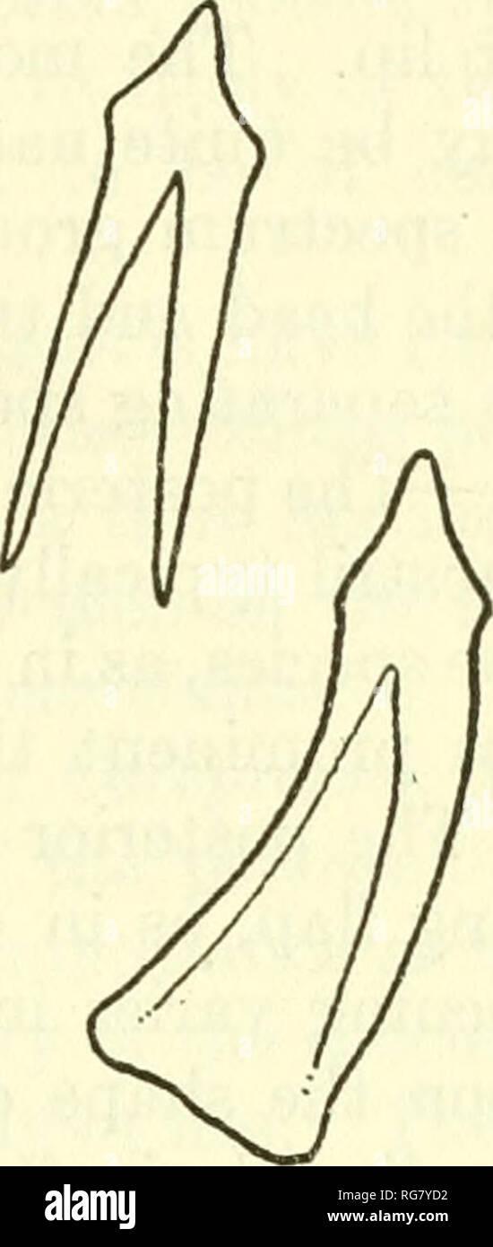 . Bulletin - United States National Museum. Science. Figure 23.—Polypera simushirae. Teeth from type heringianus. Dorsal fin notched, connected slightly with the caudal. Color olive brown. Reaching a length of 138 mm. Genus CAREPROCTUS (Kroyer) Careproctus Kroyer, 1862, p. 252, (reinhardi). EnantioUparis Vaillant, 18886, p. 22, (pallidus). Caremitra Jordan and Evermann, 1896, p. 452, (simus). Bathyphasma Gilbert, 1896, p. 442, (ovigerum). Allochir Jordan and Evermann, 1896, p. 452, (melanurus). Allurus Jordan and Evermann, 1896, p. 452 (ectenes); 1898, p. 2136, (edenes). Allinedis Jordan and E Stock Photo