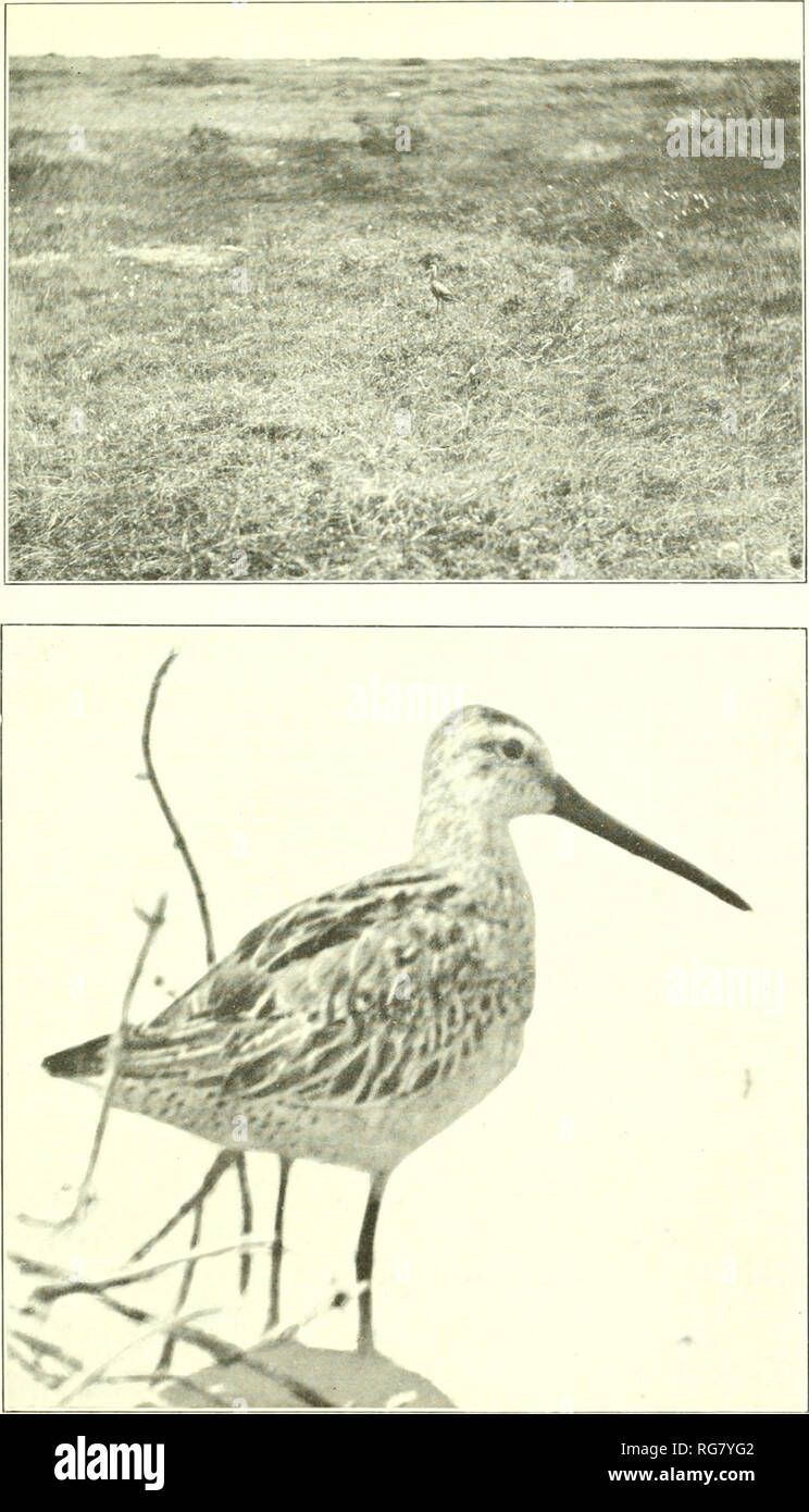 . Bulletin - United States National Museum. Science. U. S. NATIONAL MUSEUM BULLETIN 142 PLATE 21. Long-billed Dowitcher For description see paqe facing. Please note that these images are extracted from scanned page images that may have been digitally enhanced for readability - coloration and appearance of these illustrations may not perfectly resemble the original work.. United States National Museum; Smithsonian Institution; United States. Dept. of the Interior. Washington : Smithsonian Institution Press, [etc. ]; for sale by the Supt. of Docs. , U. S. Govt Print. Off. Stock Photo