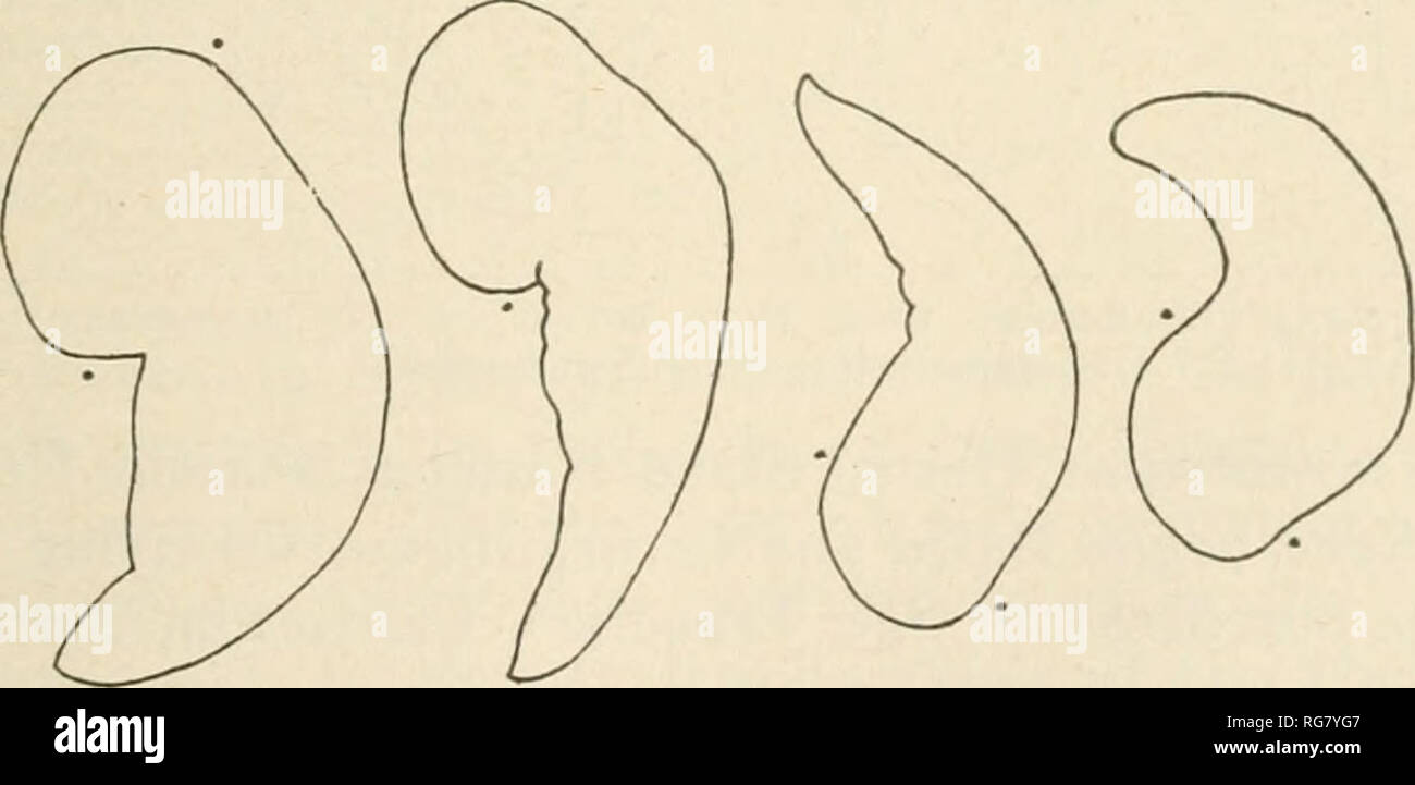 . Bulletin - United States National Museum. Science. THE OPALINID CILIATE INFUSORIANS. 203 Measurements of a good-sized individual of the slender form.— Length of bodj', 0.3 mm.; width of body, 0.085 mm.; thickness of body, 0.017 mm.; diameter of nucleus, 0.005 mm. to 0.00.&gt;8 mm.; length, and width of endospherules, first 0.0032 mm. by 0.0012 mm., second 0.004 mm. by 0.001 mm., third 0.0042 mm. by 0.0014 mm.; cilia line interval, anterior, 0.00275 mm., posterior 0.00375 mm. The measurements given by Dobell are different from the above.— Length of body, 0.17 mm., or rather over; width of bod Stock Photo